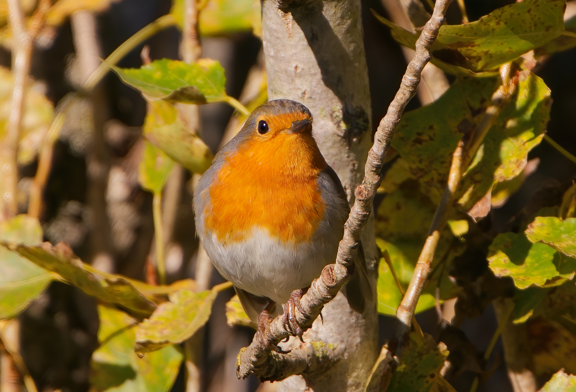 Robin si gode il sole di novembre