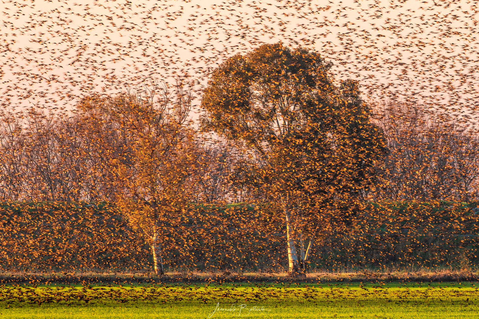 Autumn flights