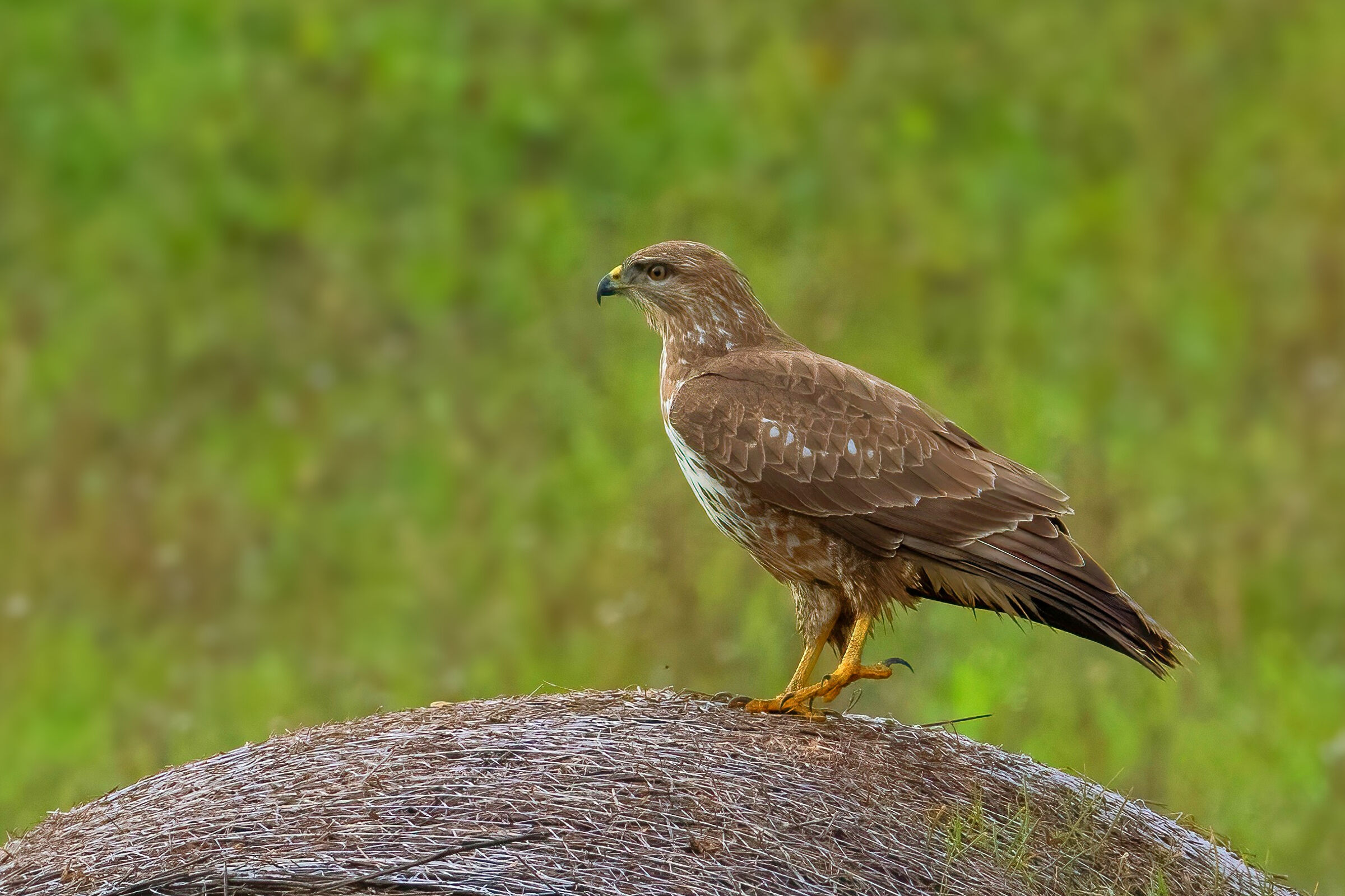 Poiana (Buteo buteo)