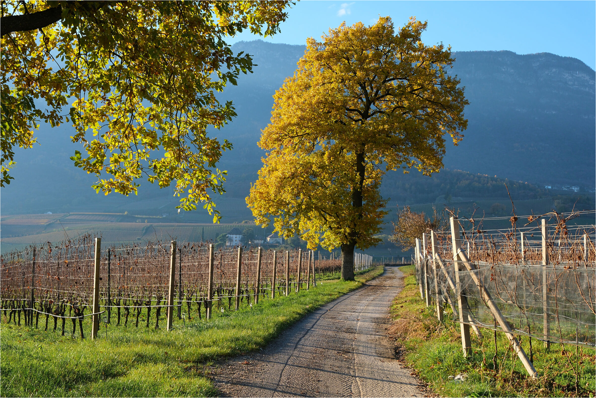 -l'albero in autunno-