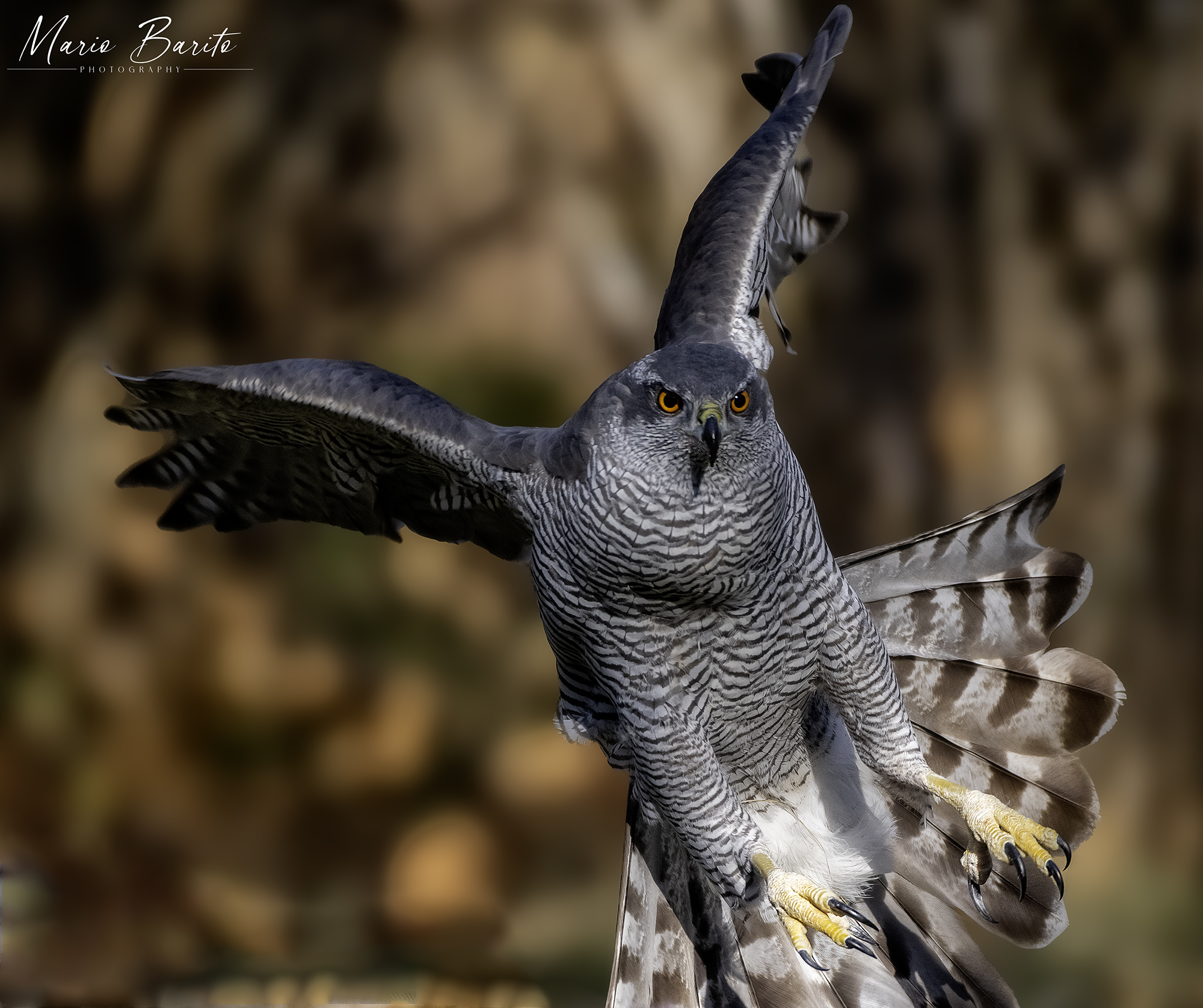 goshawk