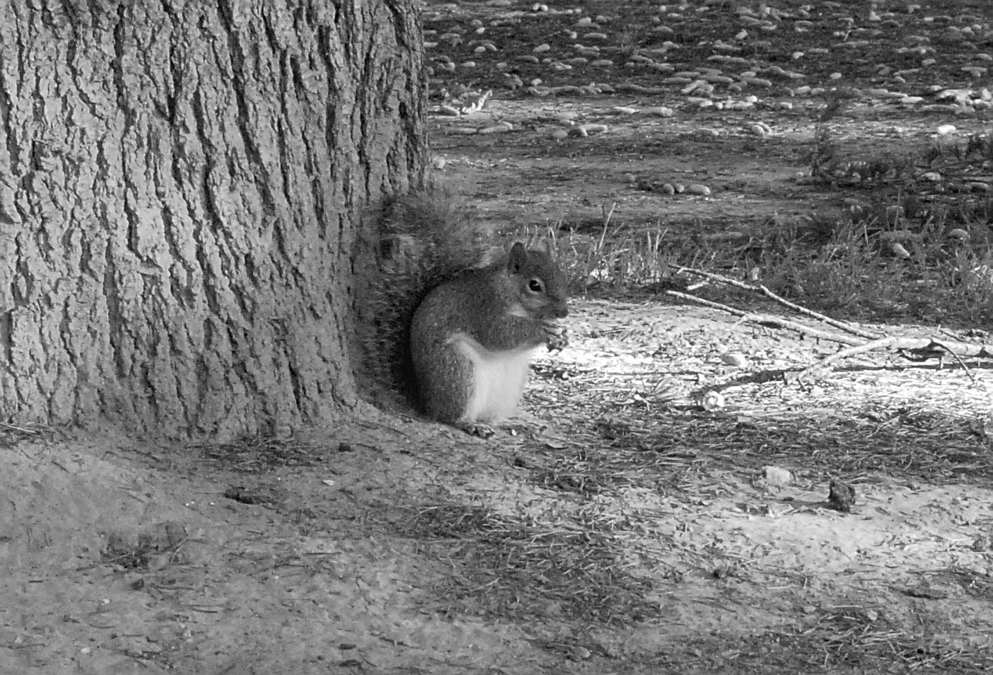 A squirrel in black & white