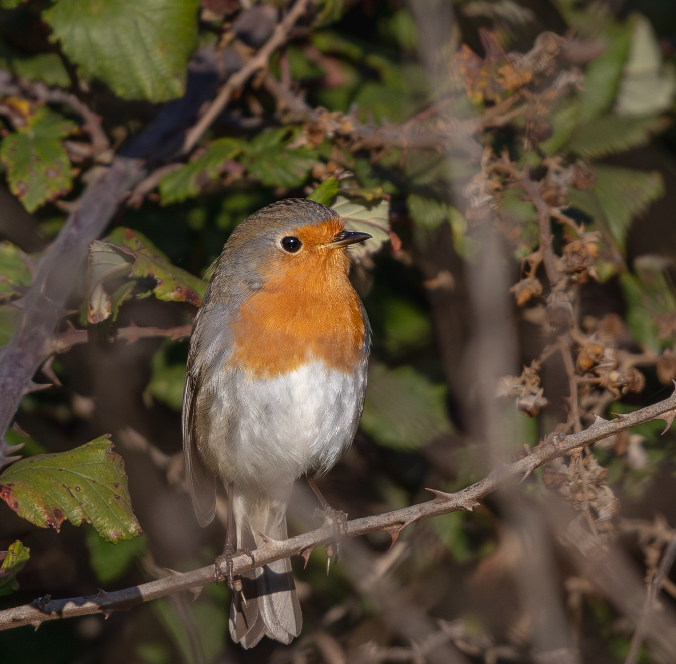 Robin