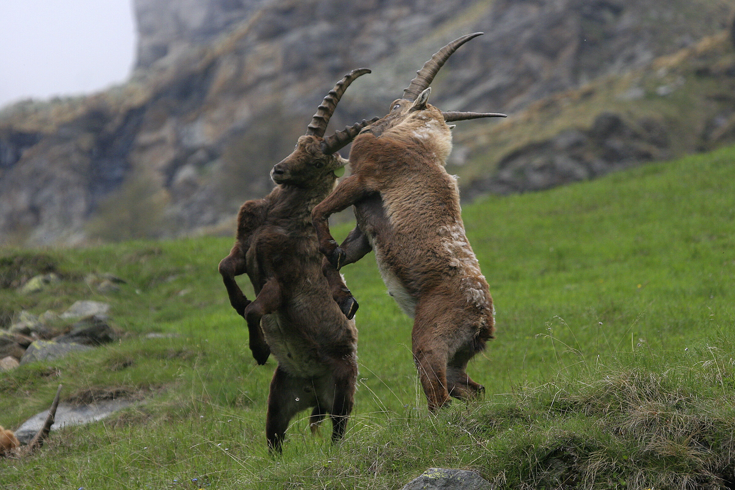 Ibex wrestling