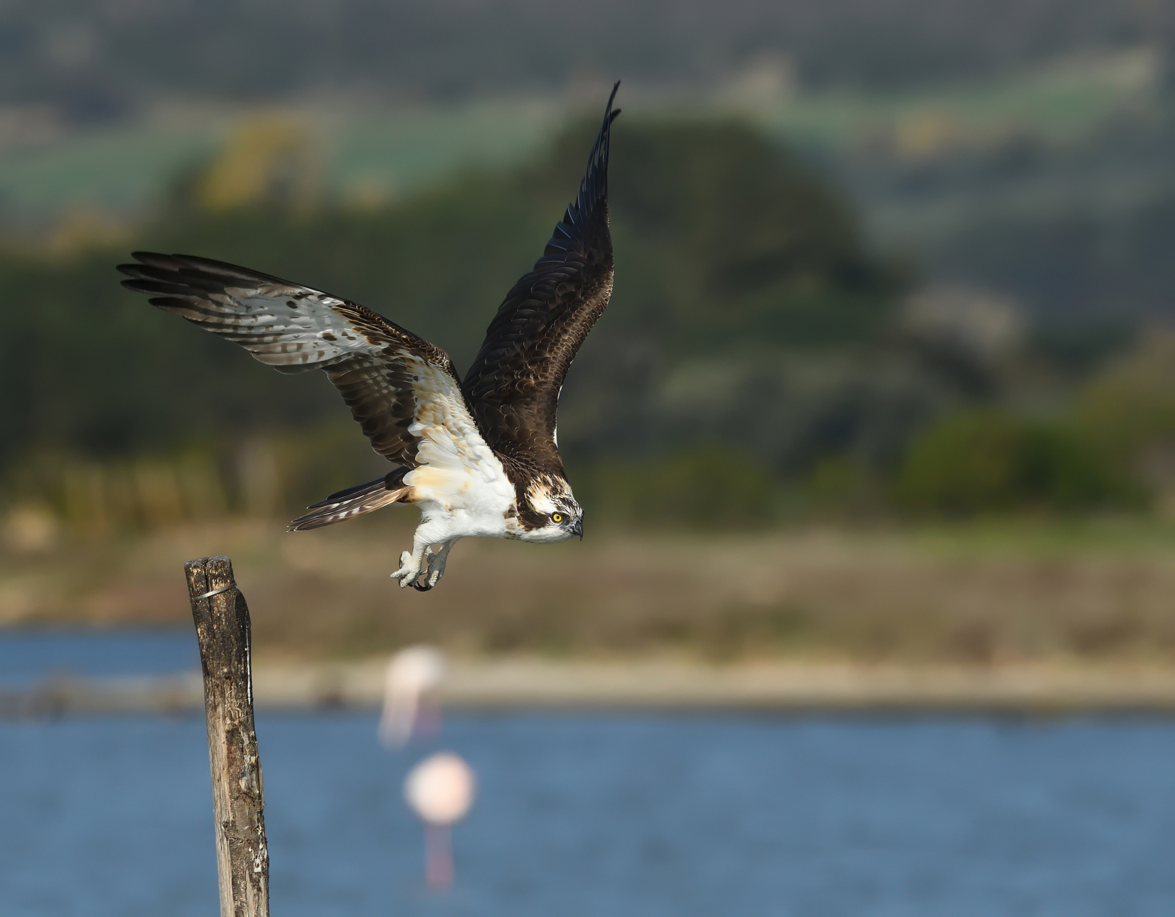 Goodby my friend goodby ...