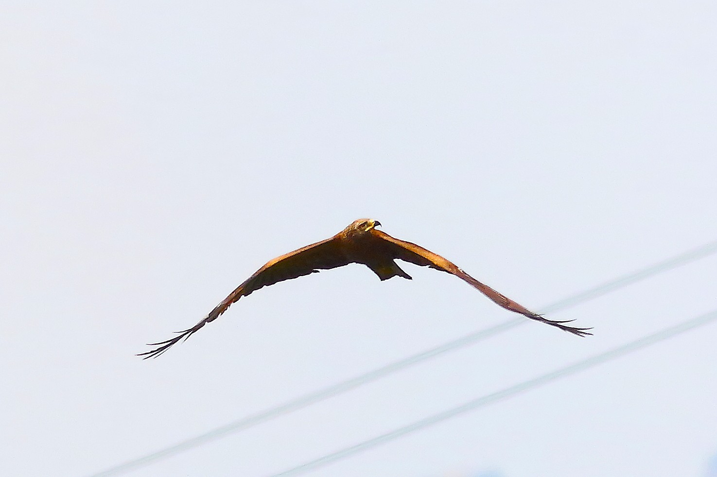 Nibbio bruno 20 maggio 2024 - 9177