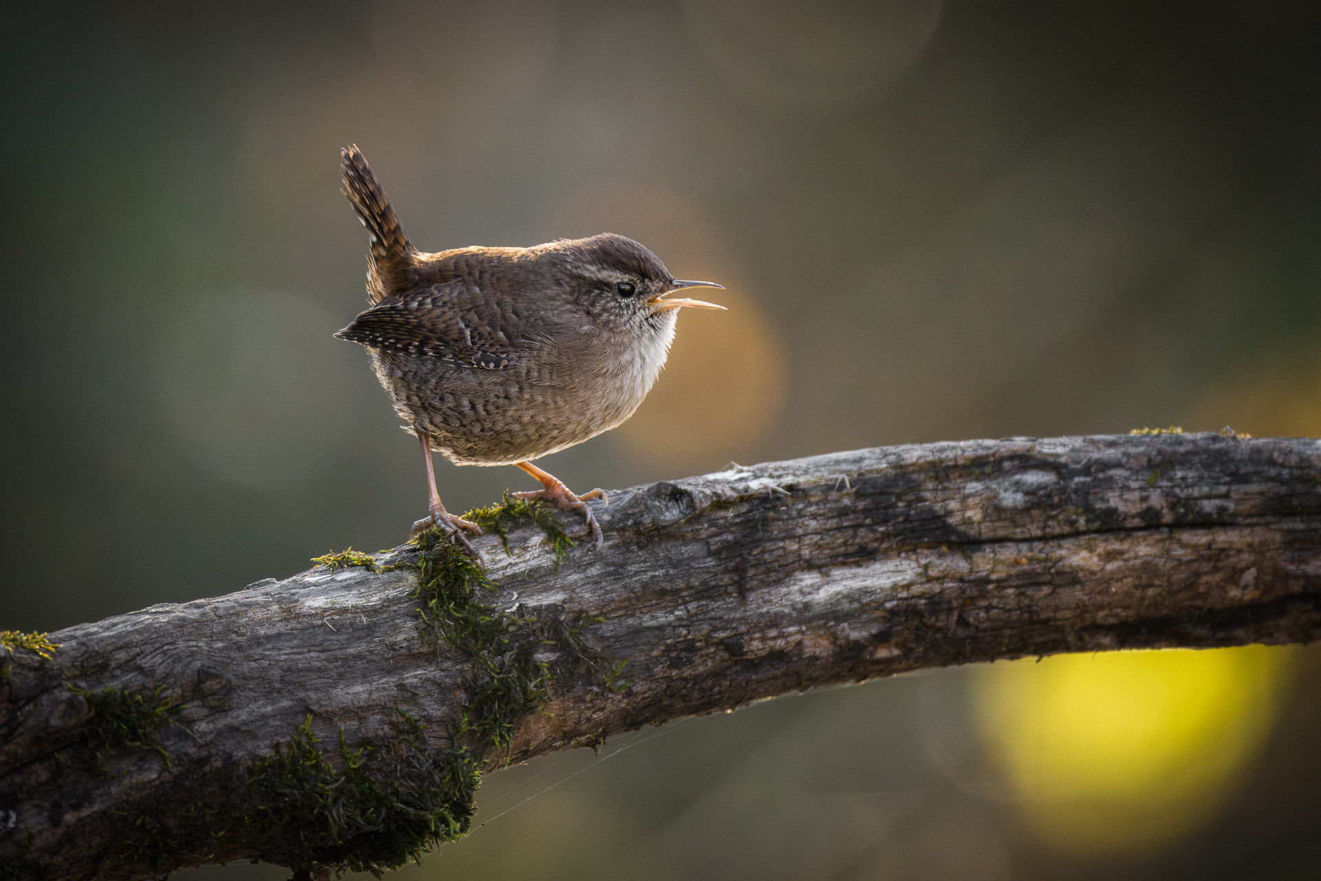 Ciccio the Wren