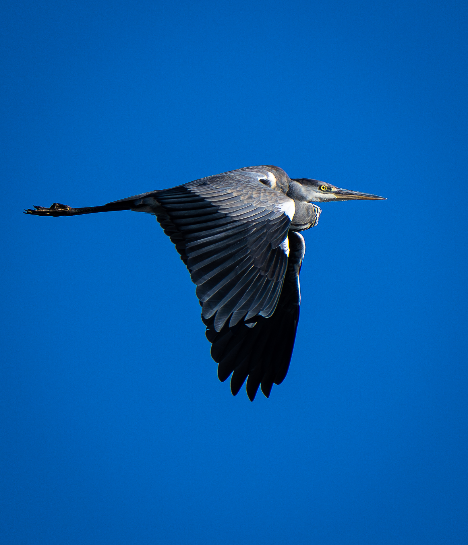 Airone