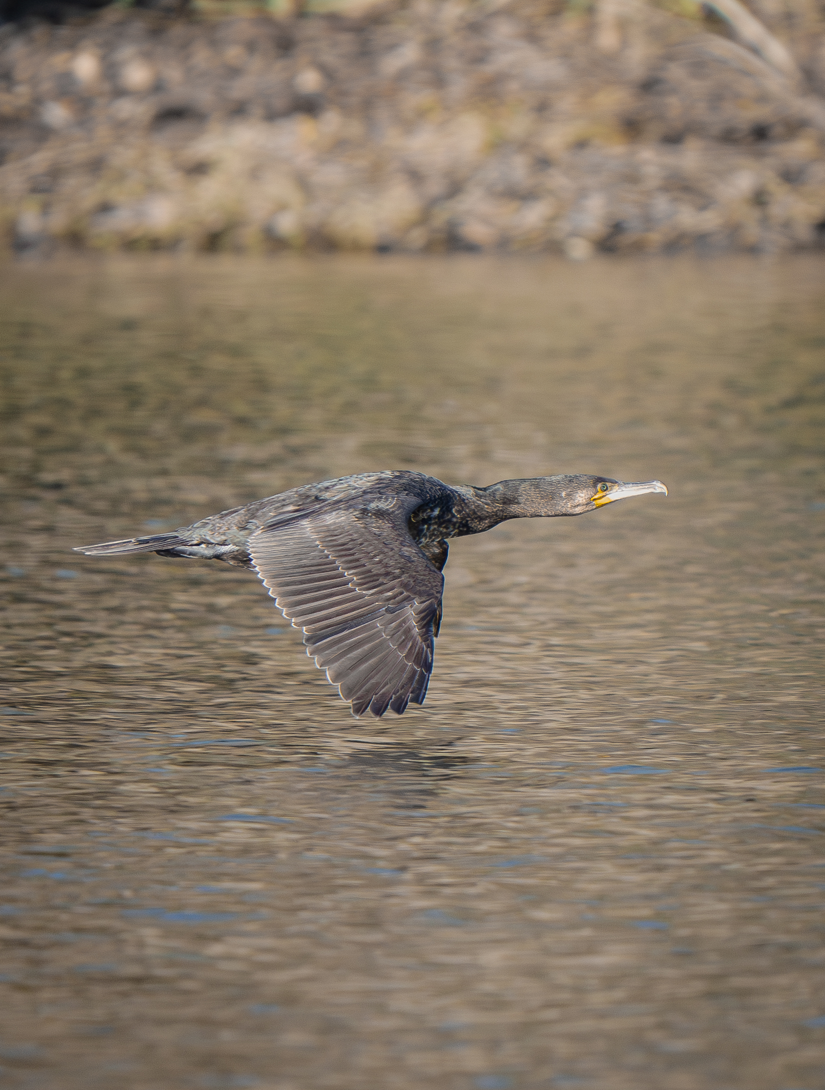 Cormorano