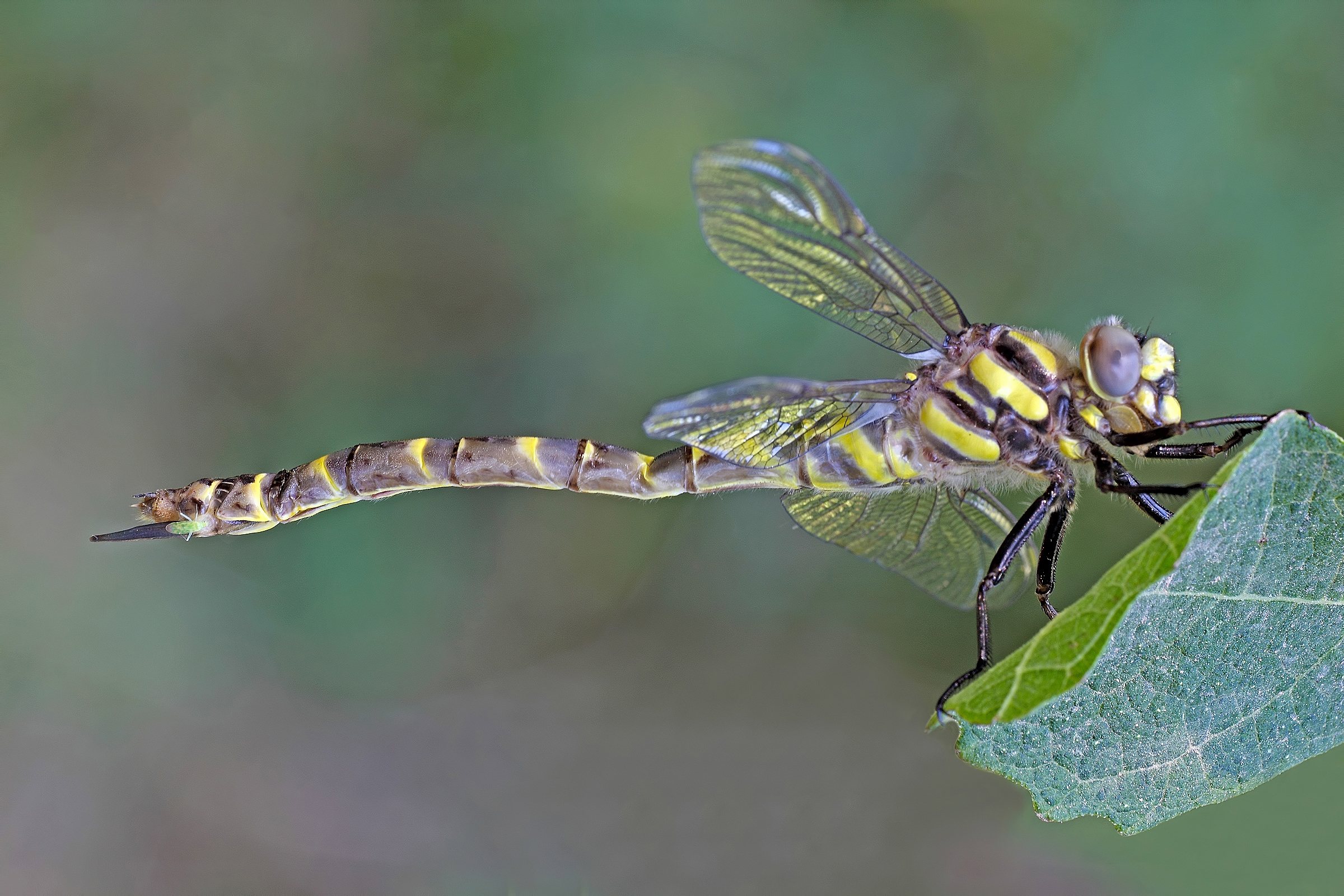 Pronta Per La Nuova Vita !