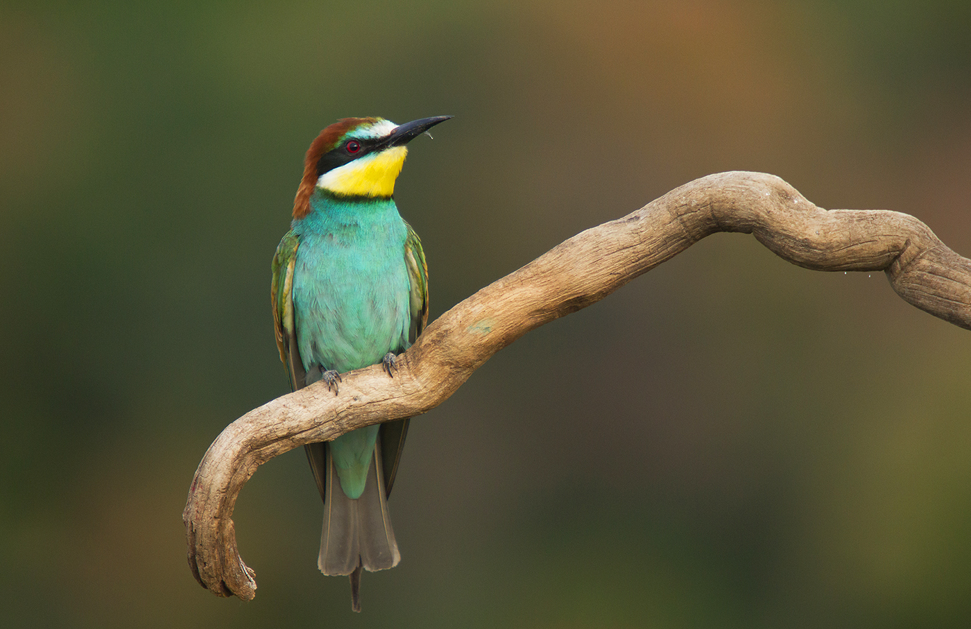 Bee eater