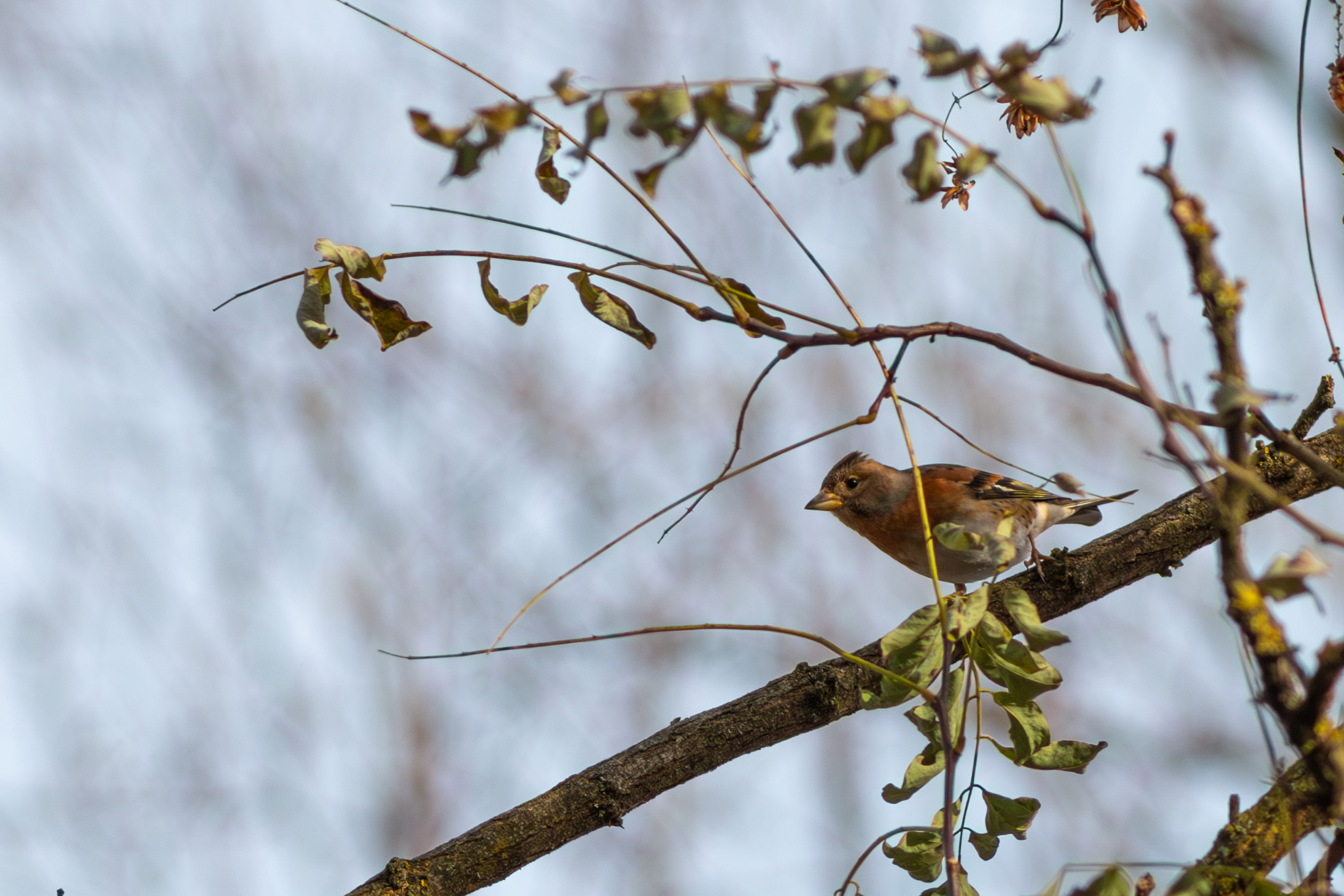 Chaffinch