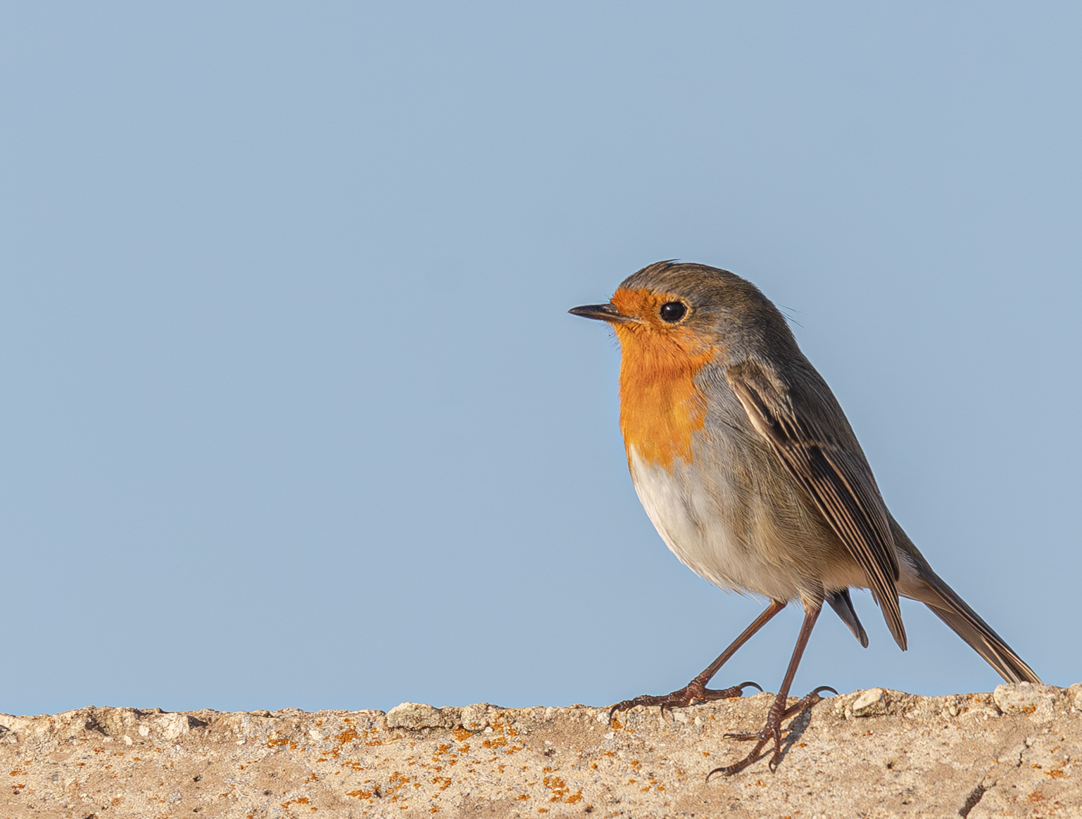Robin