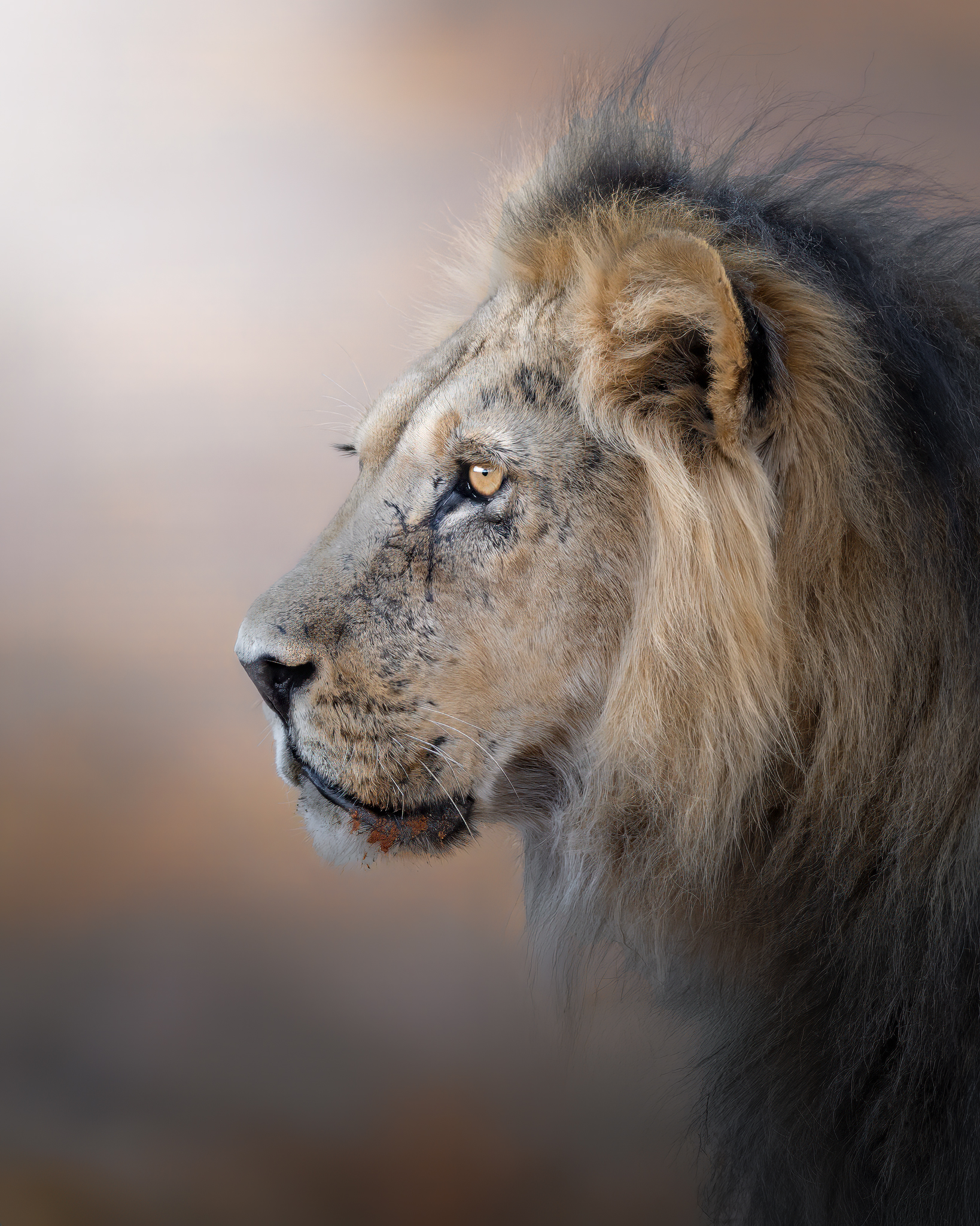 The King of the Kalahari