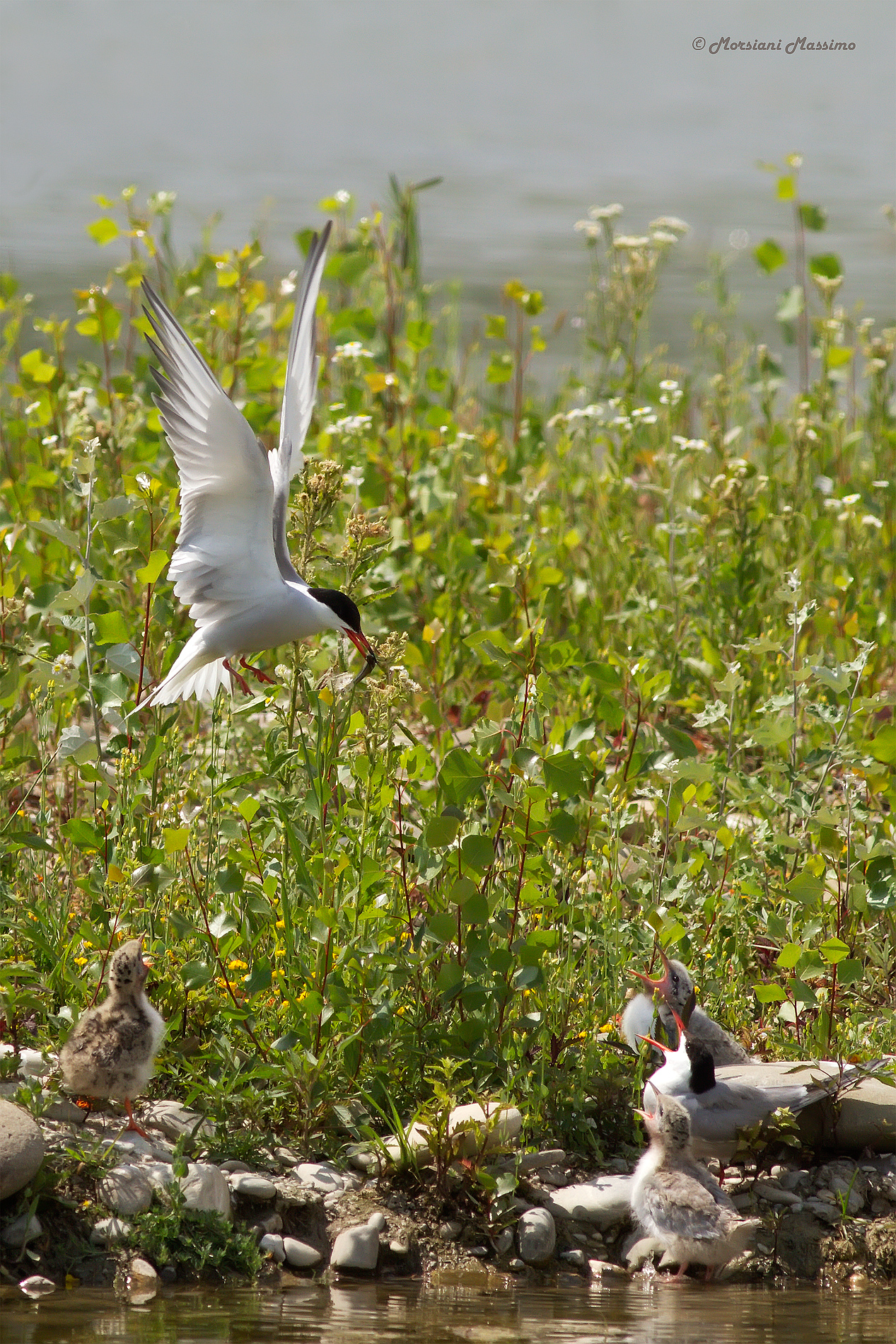 Sterna, pulli e ... pappa!