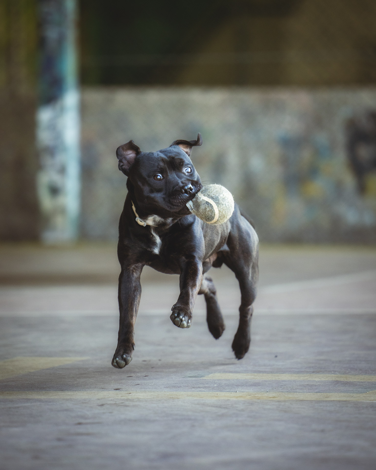 Prendi la palla Dante!!!