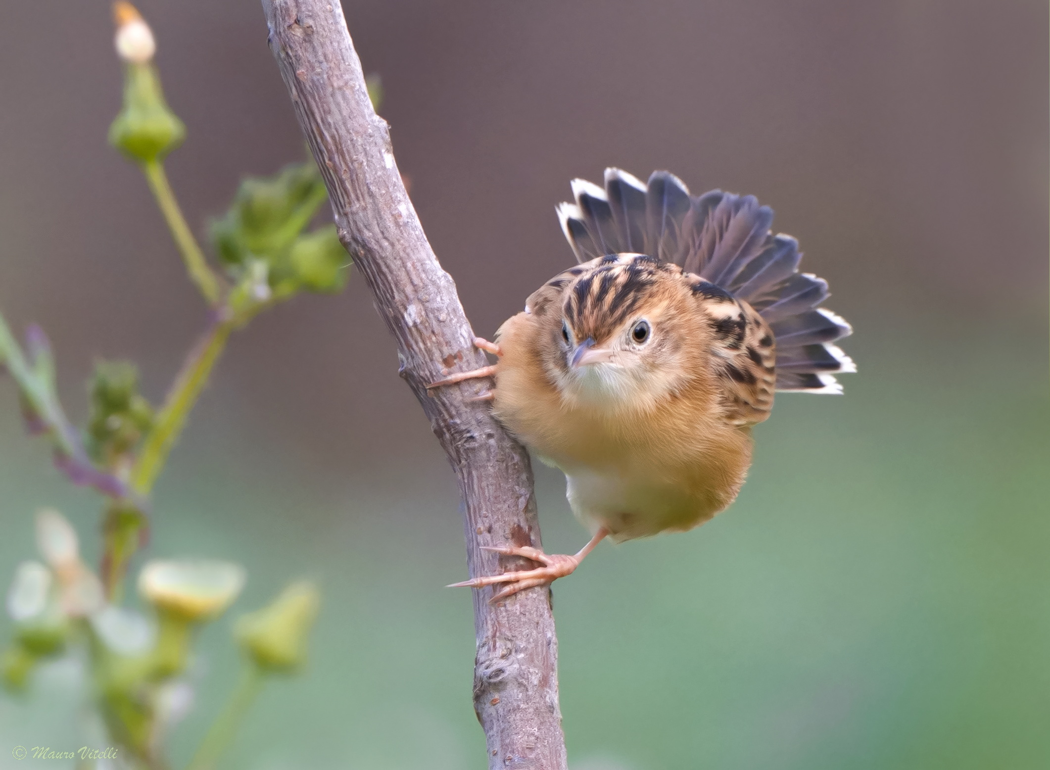 Snipe (Cisticola juncidis)