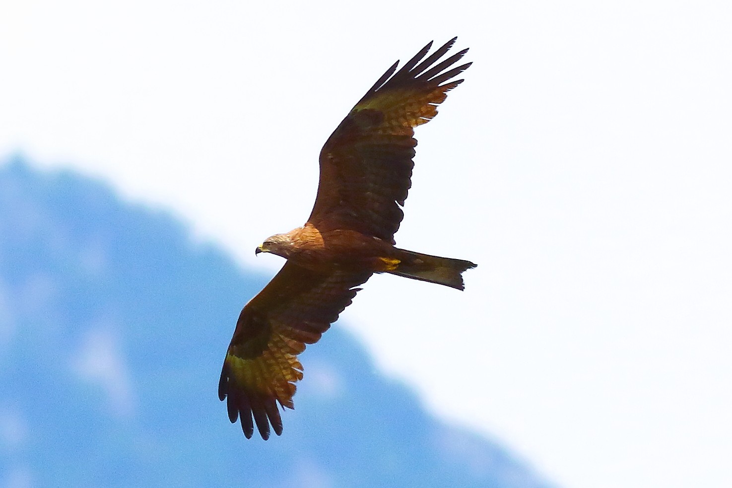 Nibbio bruno 20 maggio 2024 - 9180