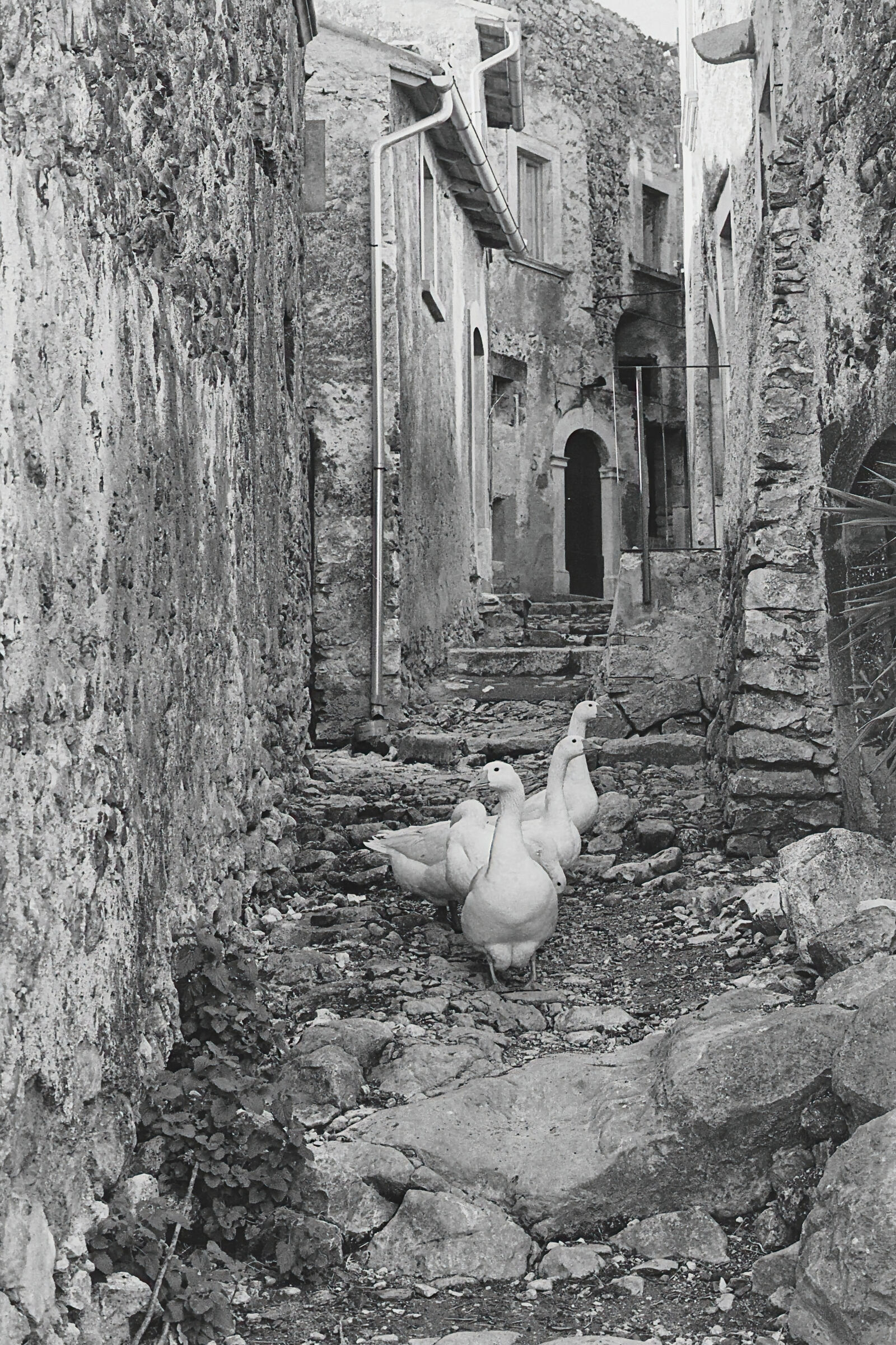 Le oche di Navelli