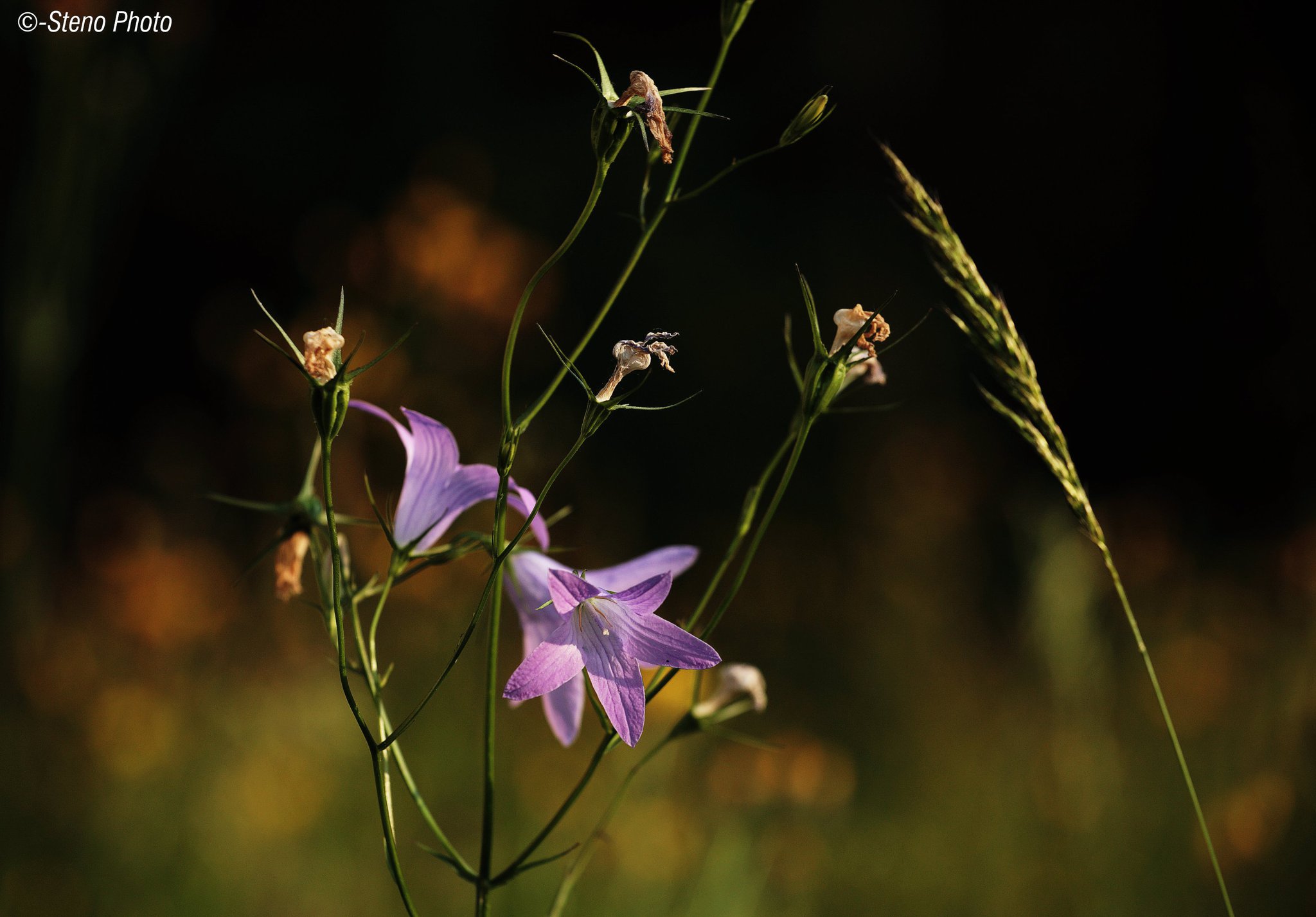 Fiori di campo al tramonto