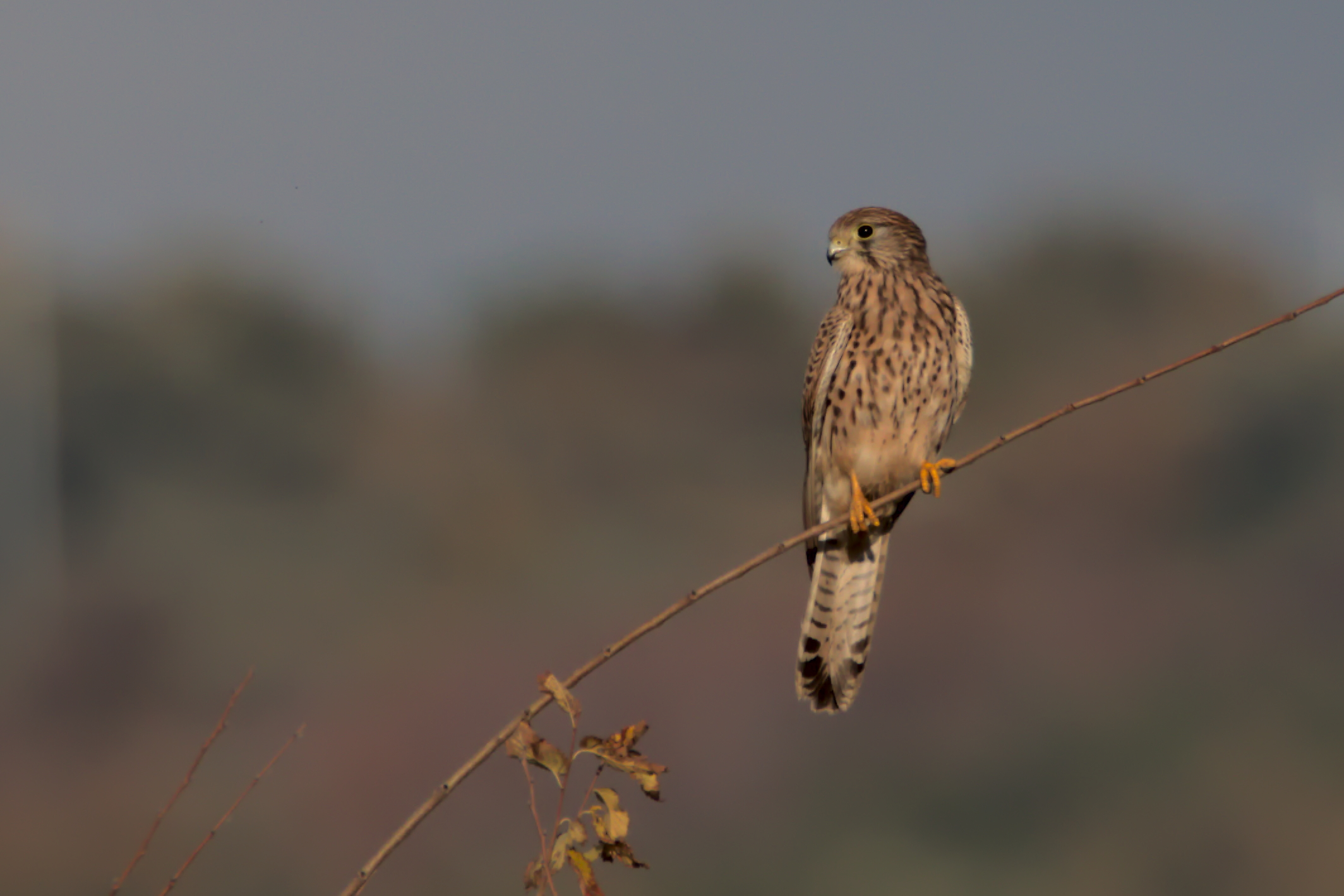 Kestrel