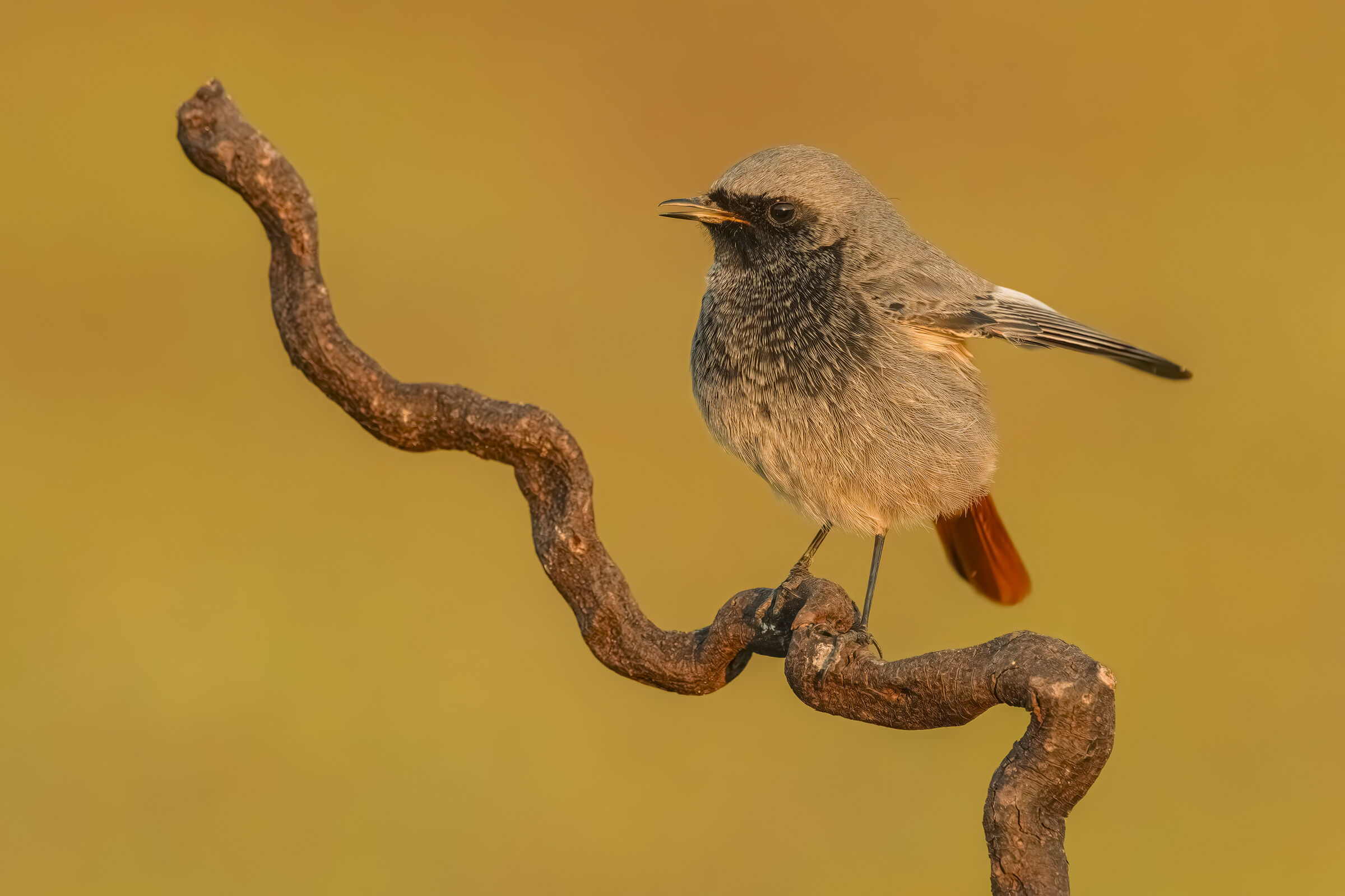 Black redstart