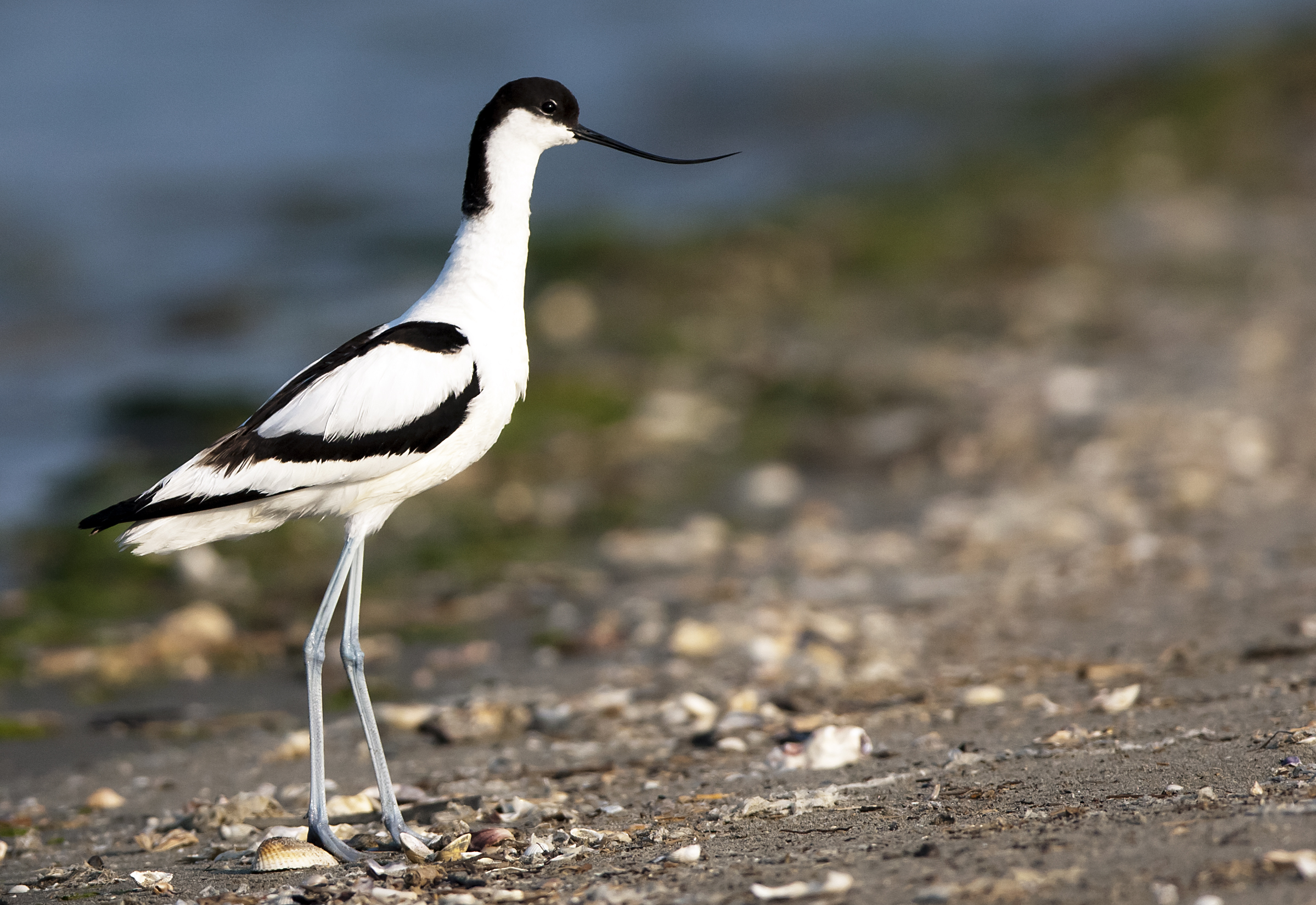 Avocet