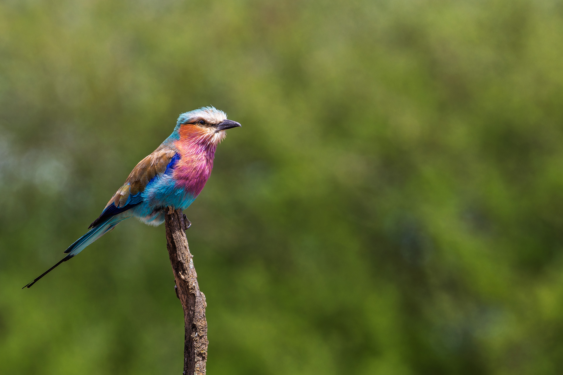 I colori del Serengeti