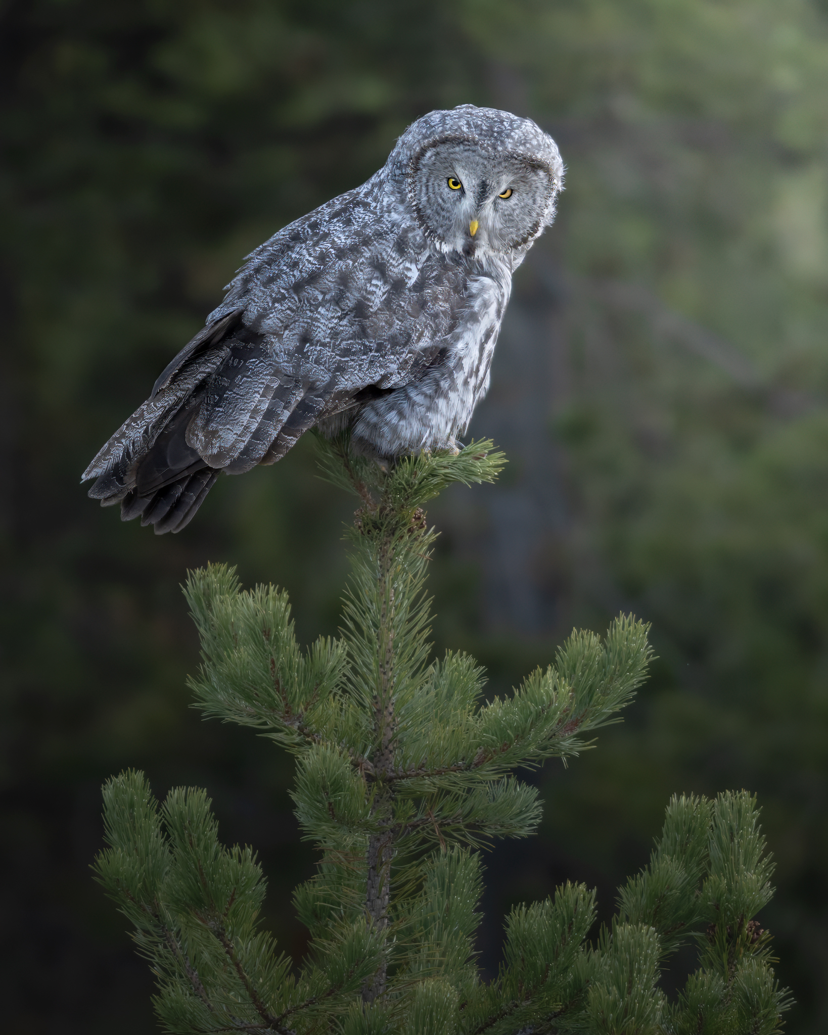 Lapland Tawny Owl, in the U.S.A.