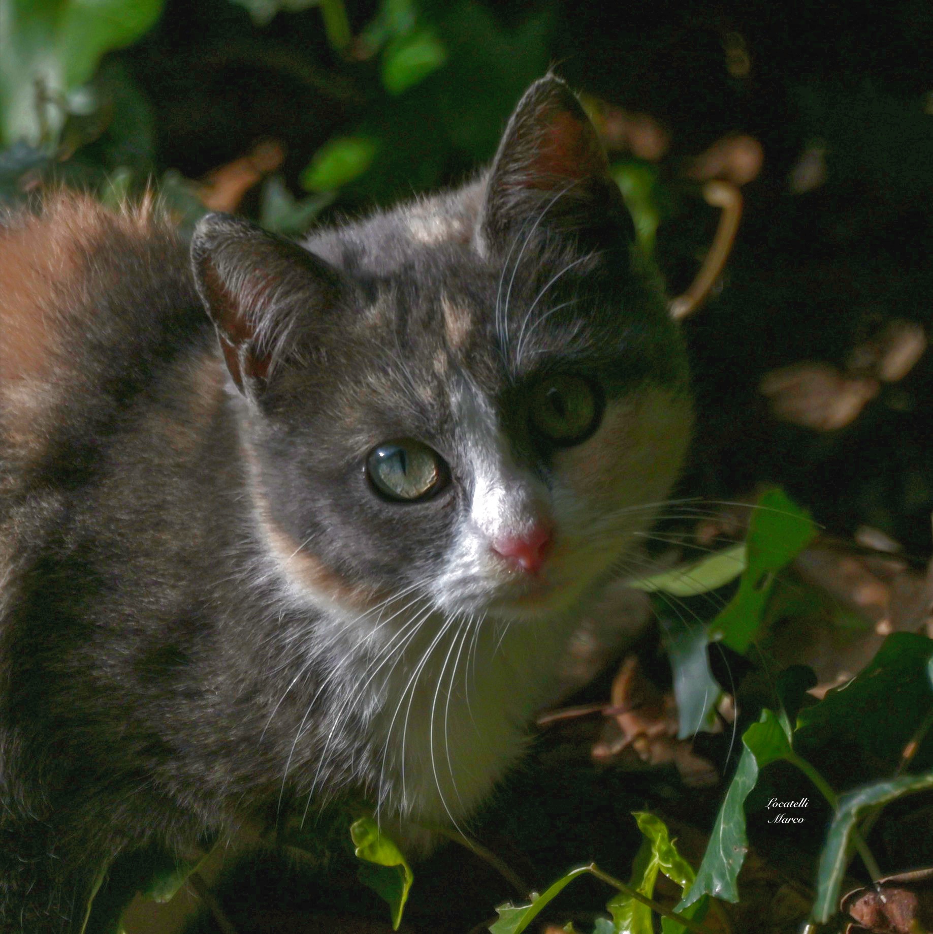 Cat