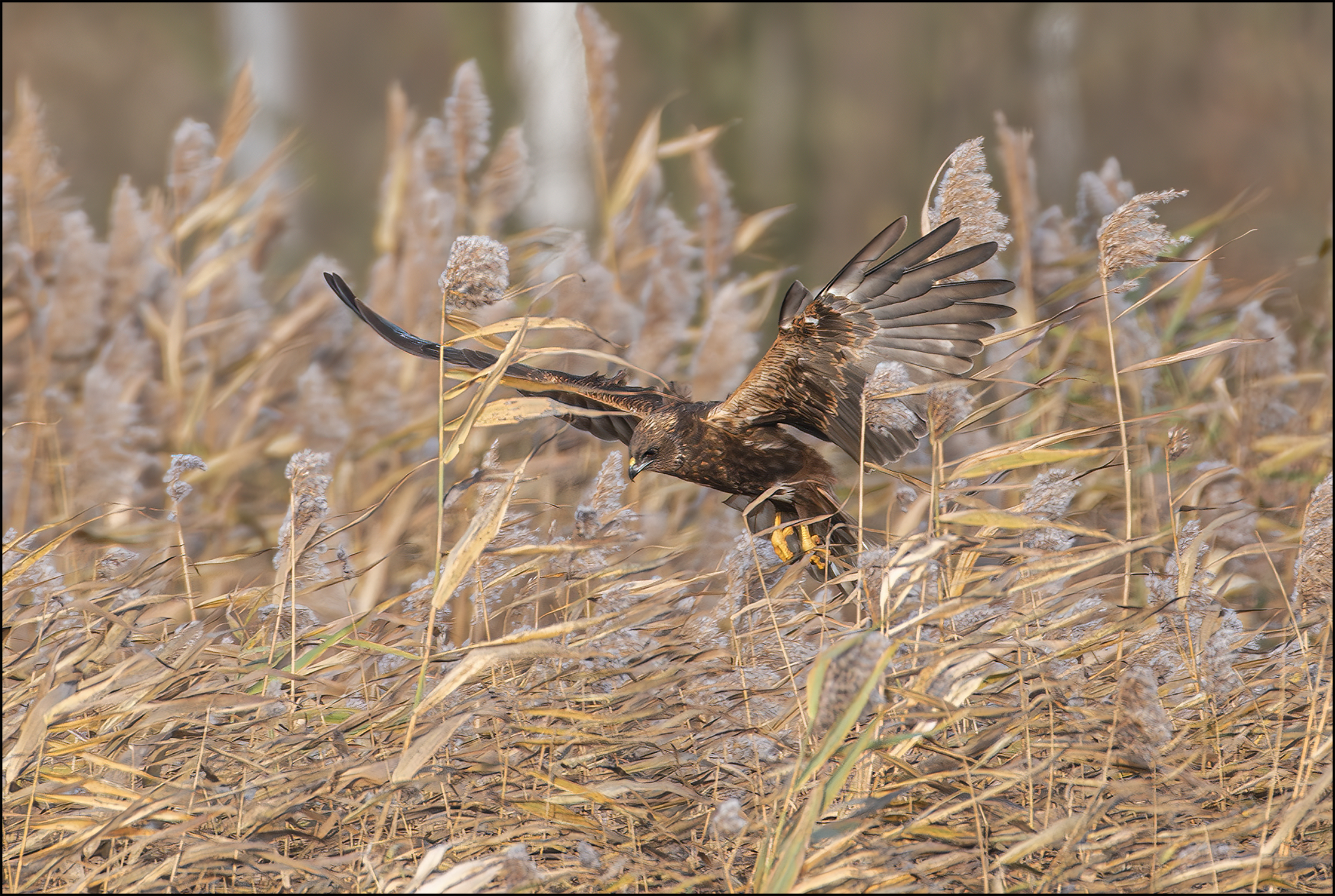 Falco di palude