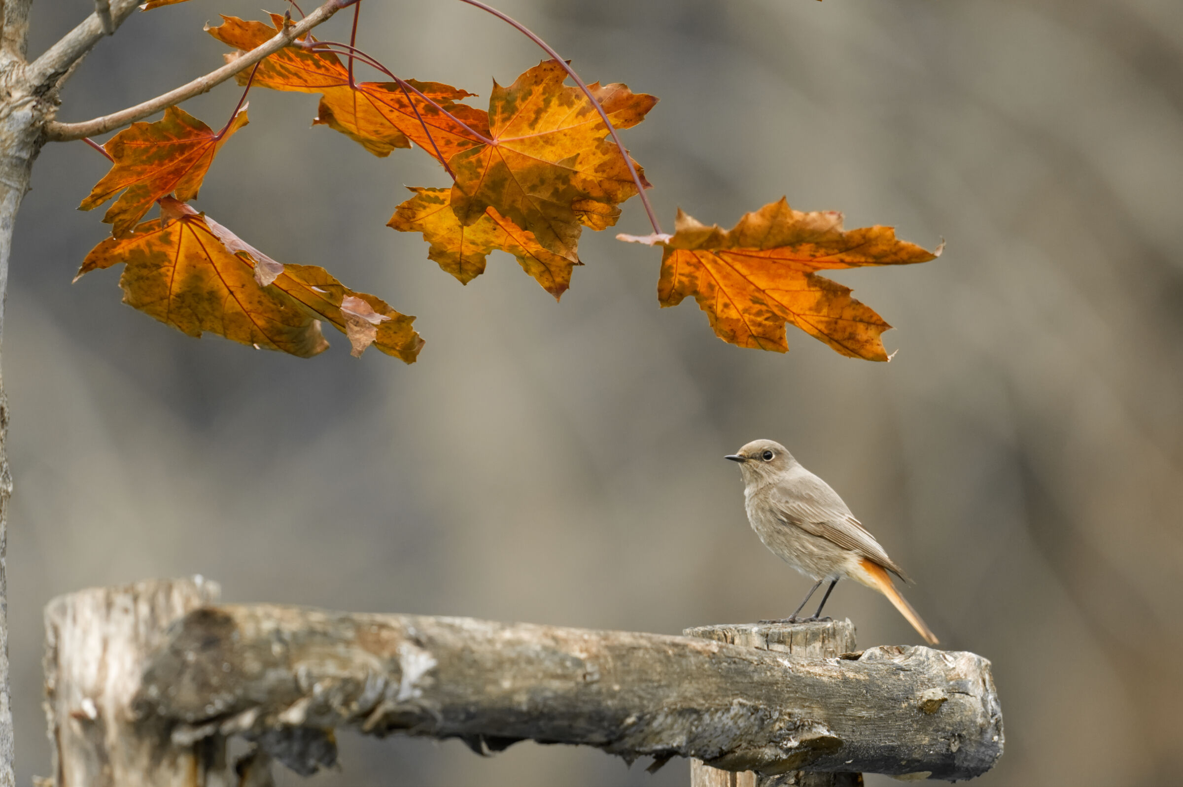 Black redstart