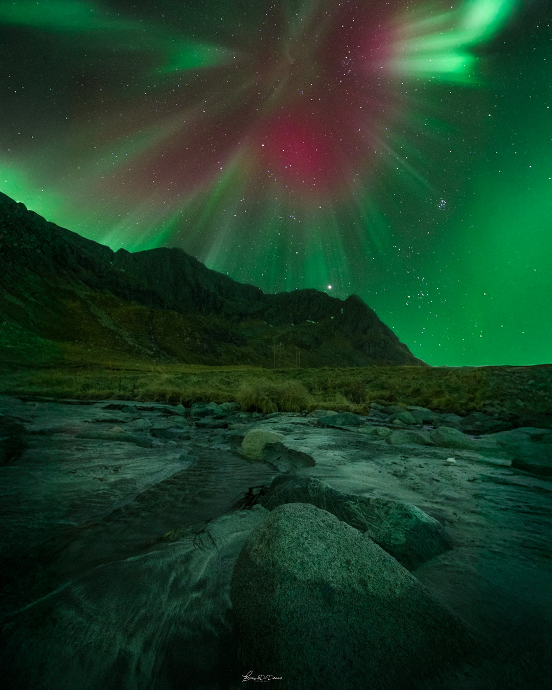THe boreal flower -  Norway