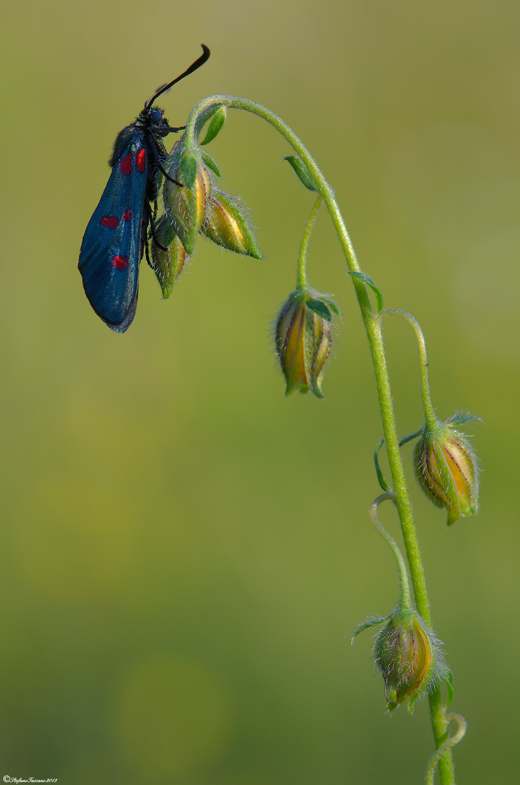 Zygaena filipendulae