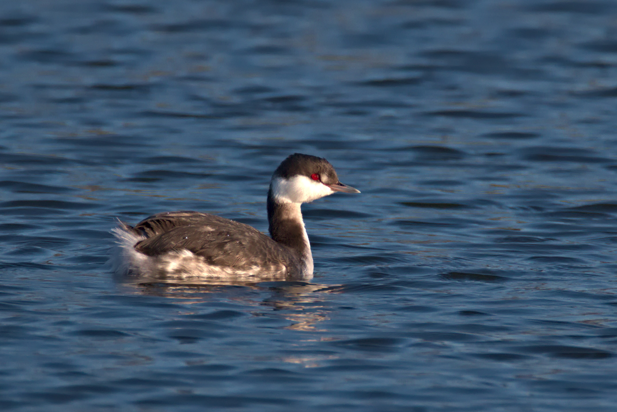 Horned grebe