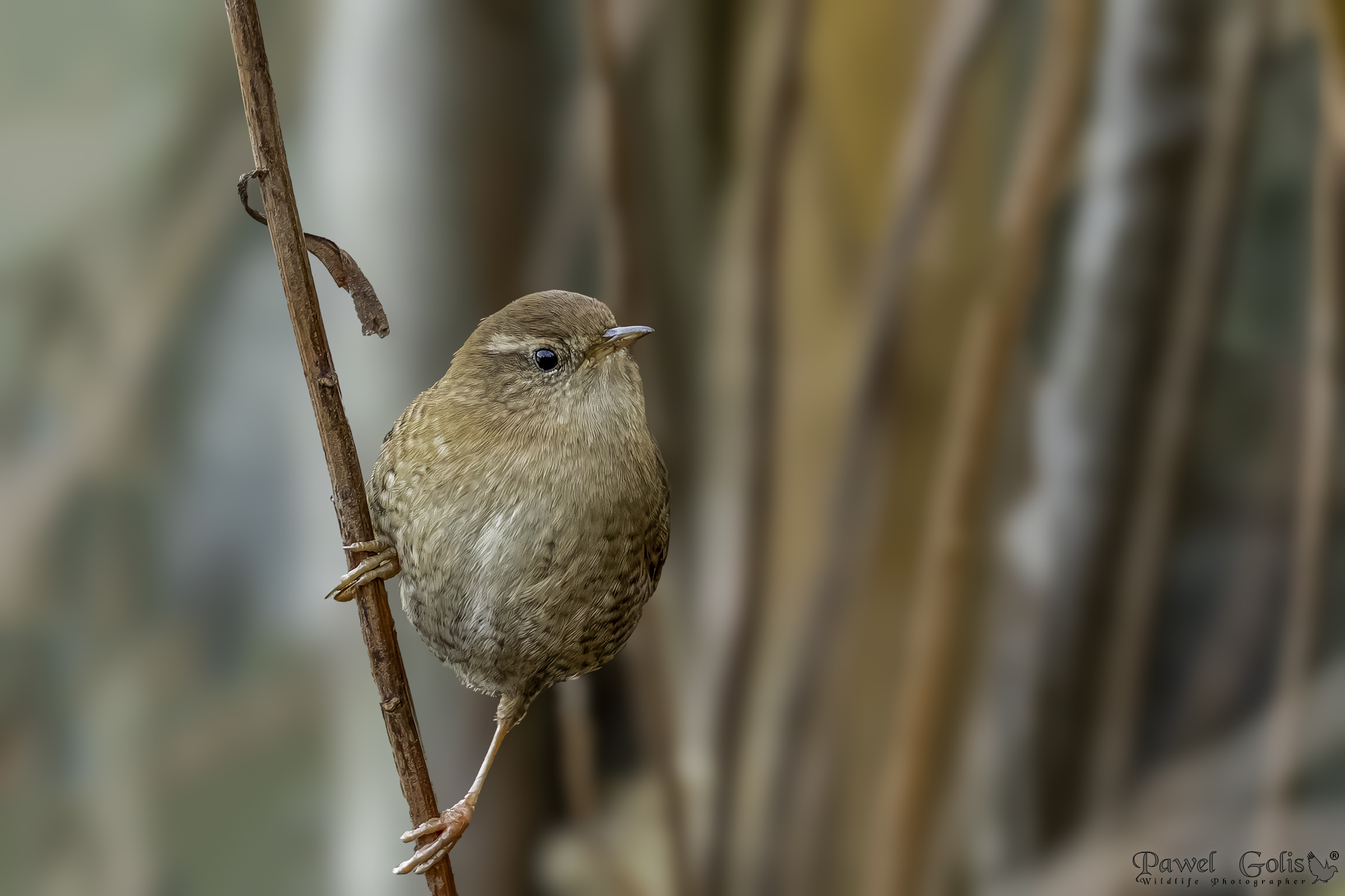 Scricciolo eurasiatico ( Troglodytes troglodytes)