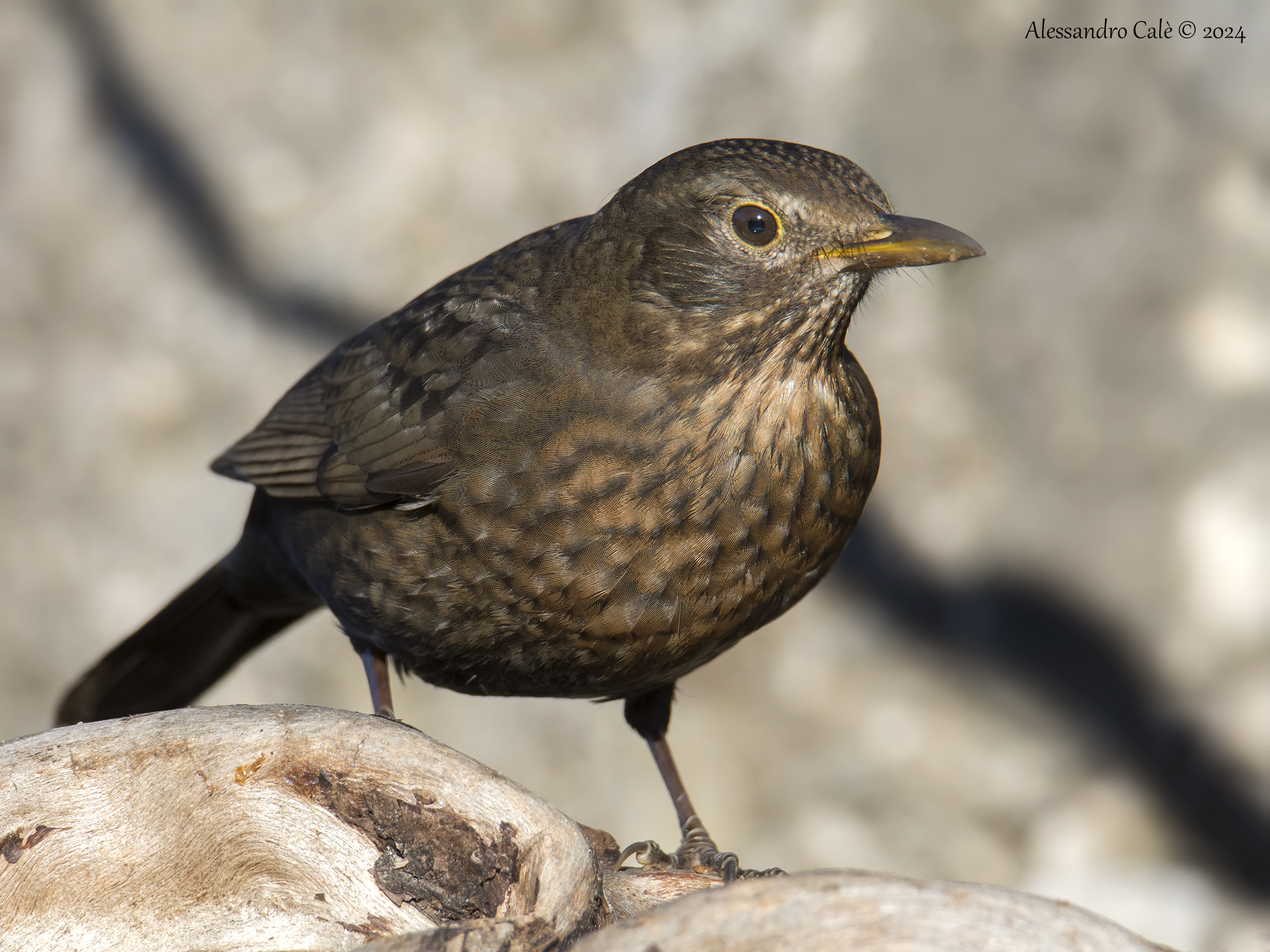 Turdus merula (Blackbird) F 22649