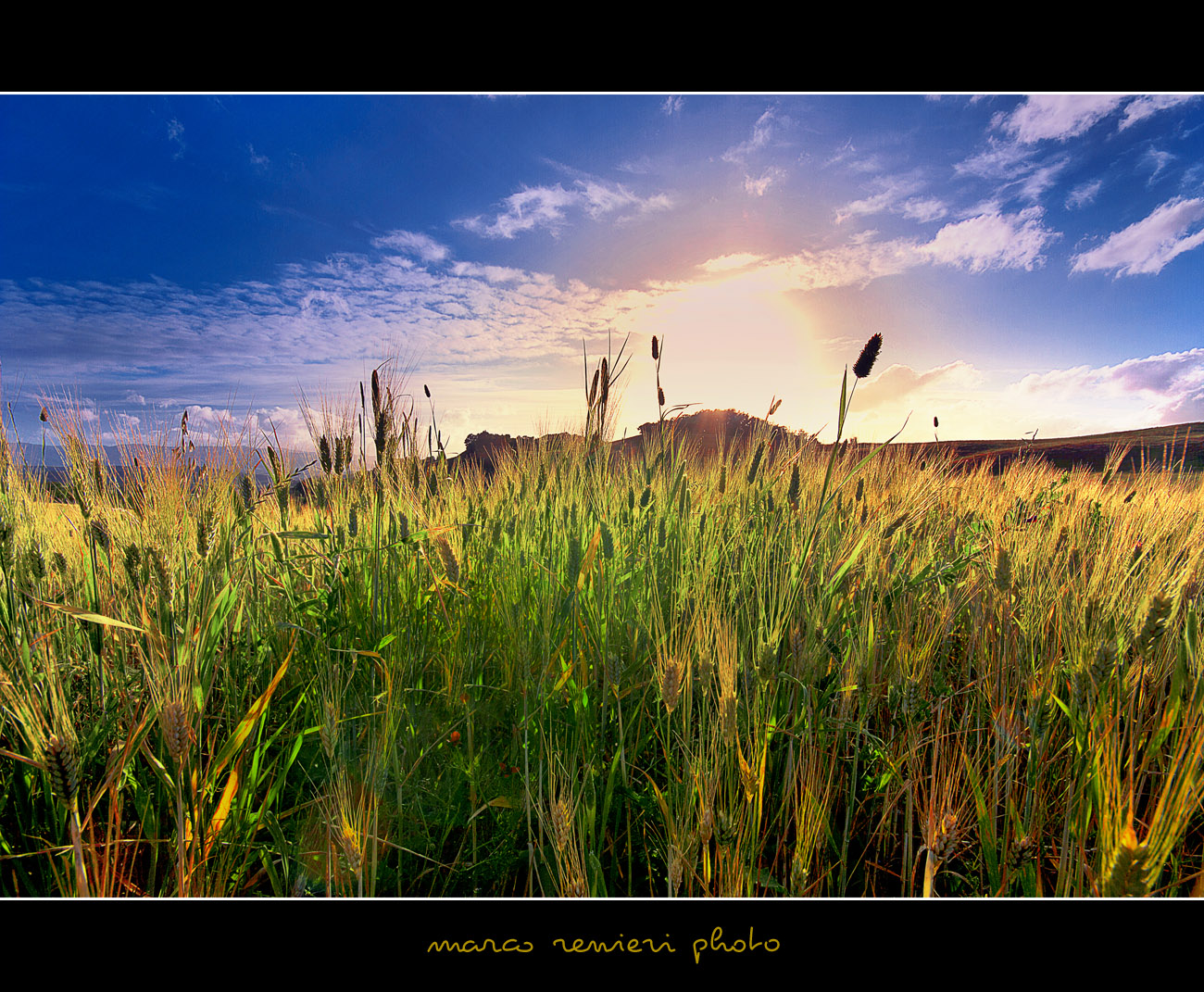 Spighe come oro brillante