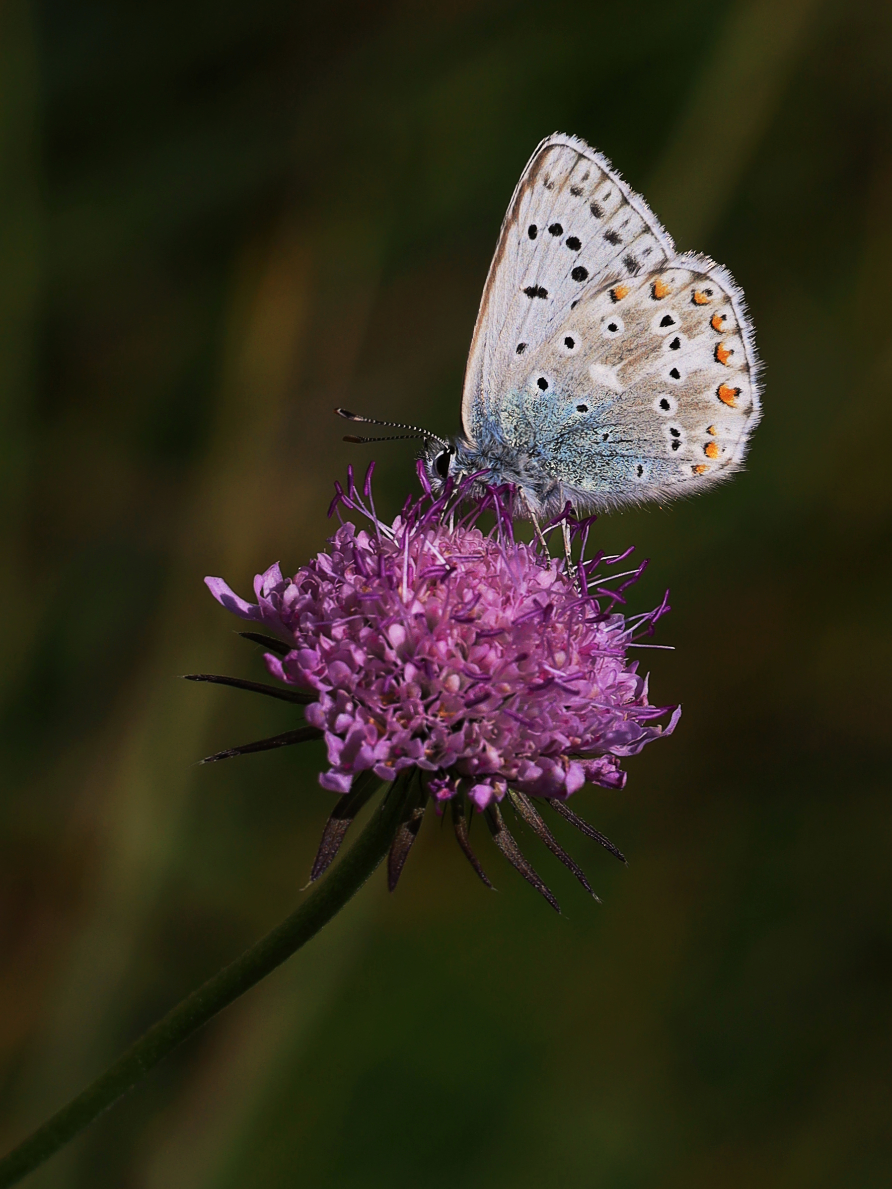 Polyommatus icarus