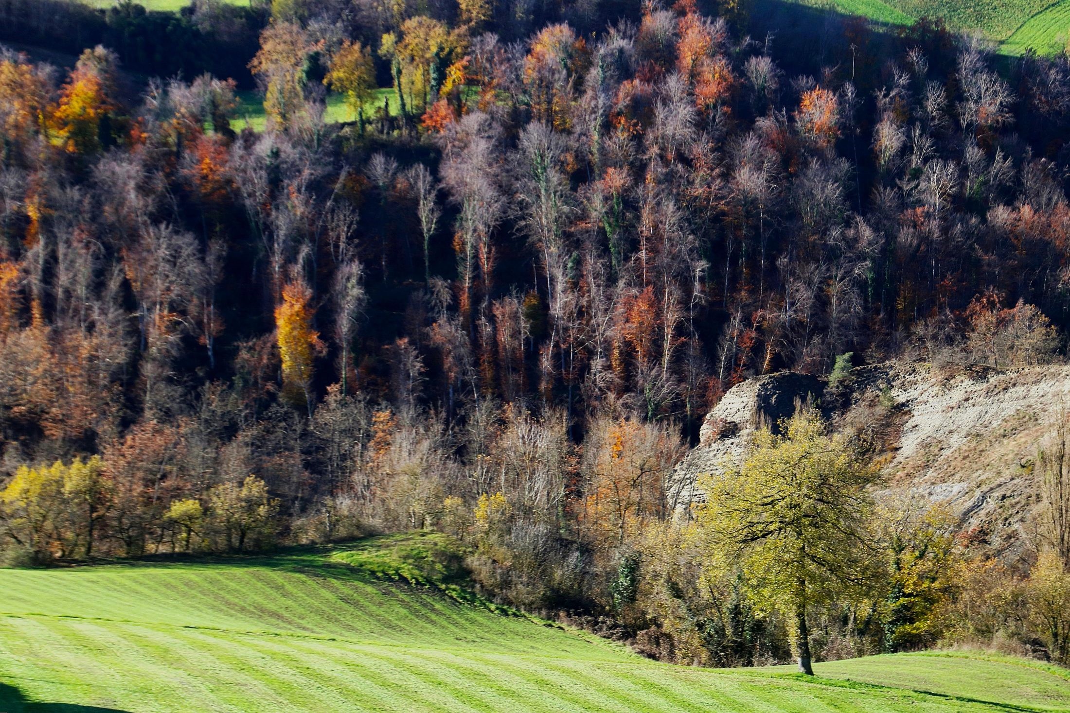The lawn and the trees