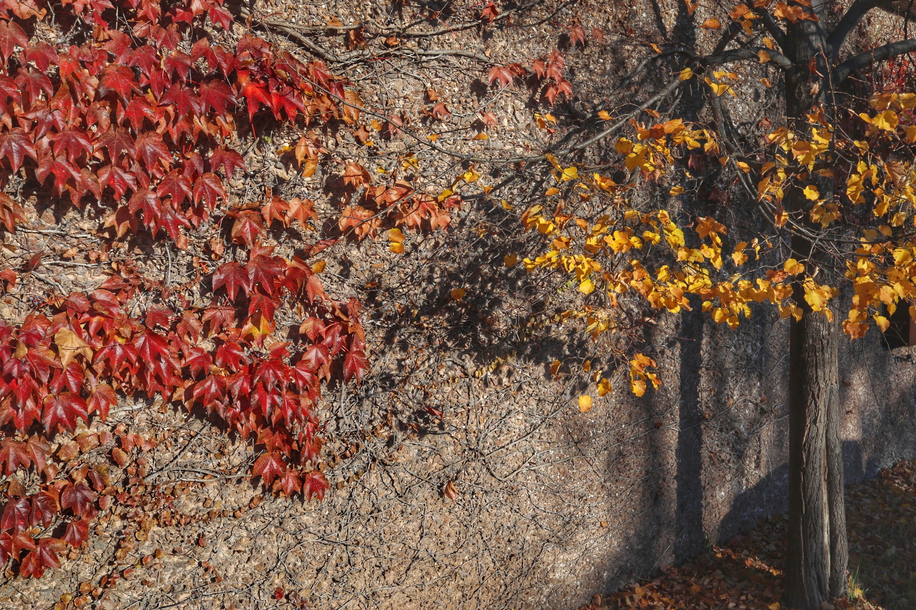 foliage a custoza