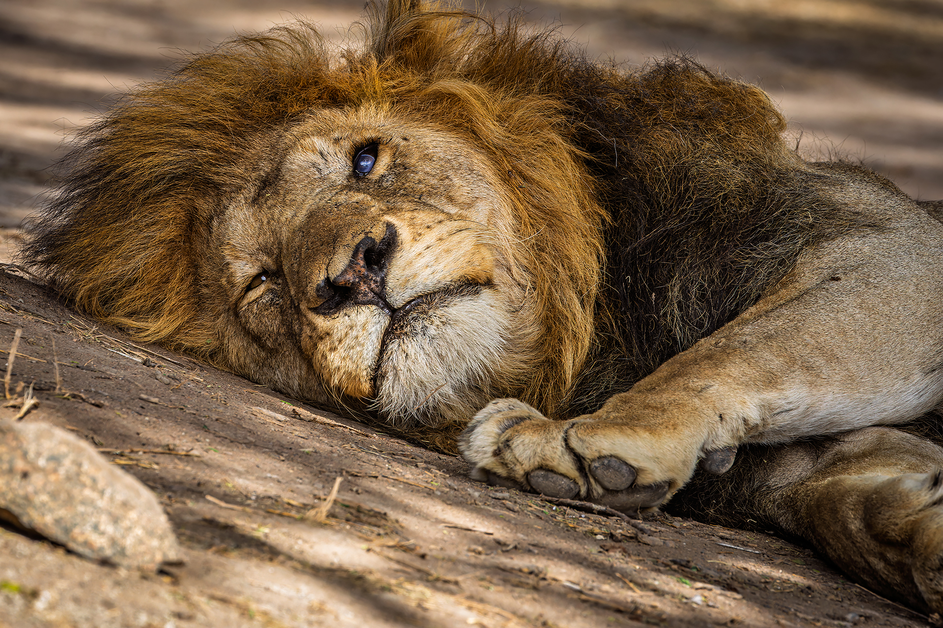 Il riposo del Re - Serengeti