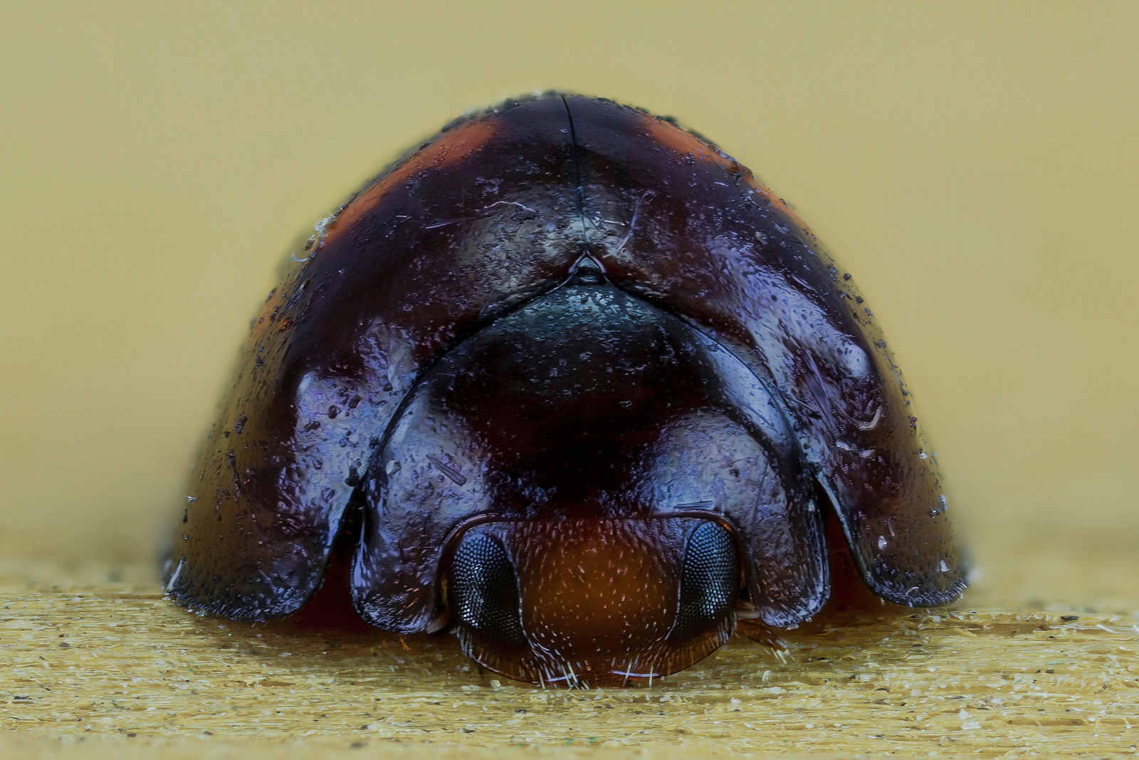 Chilocorus bipustulatus