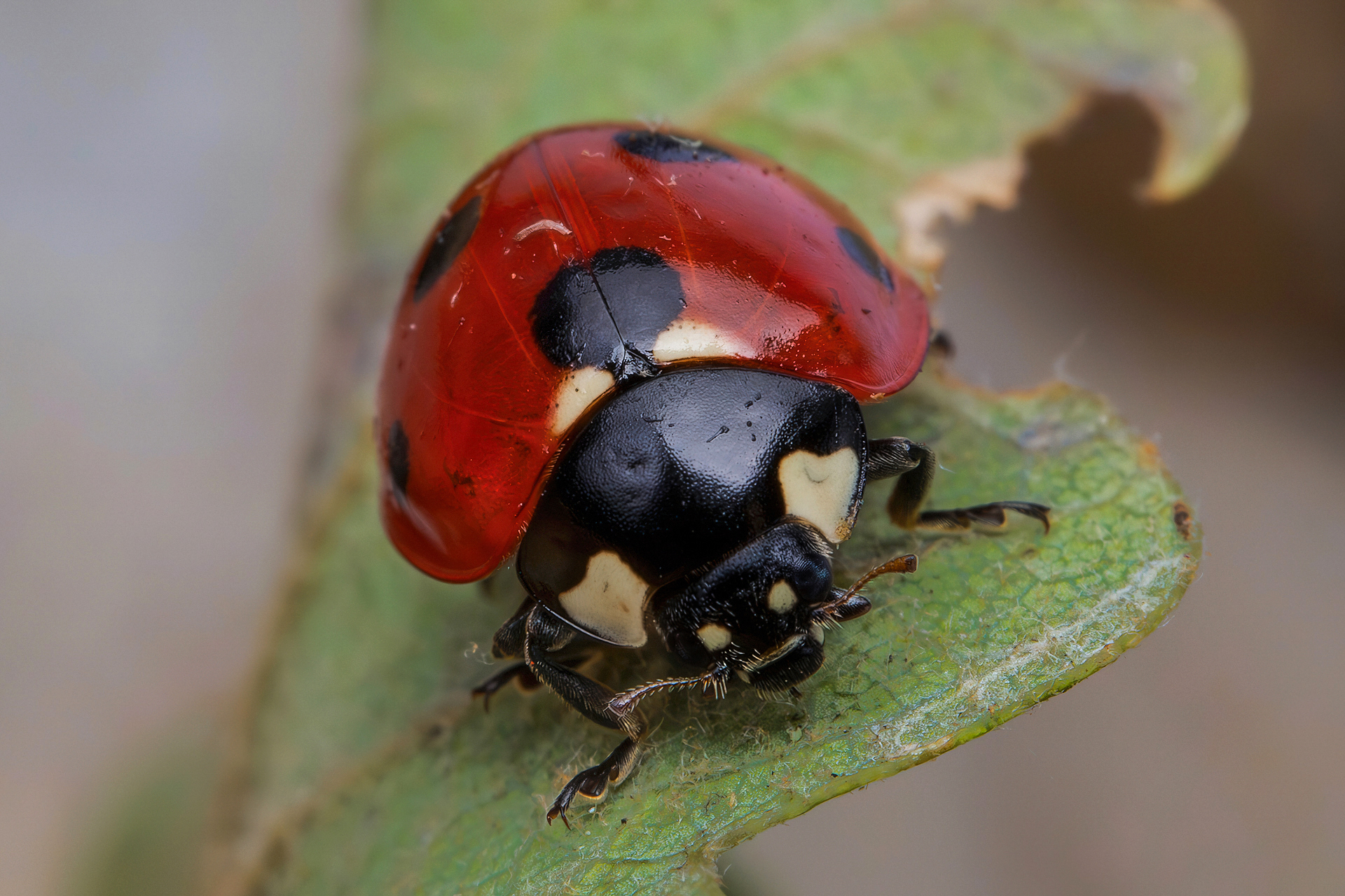 Ladybug septempunctata