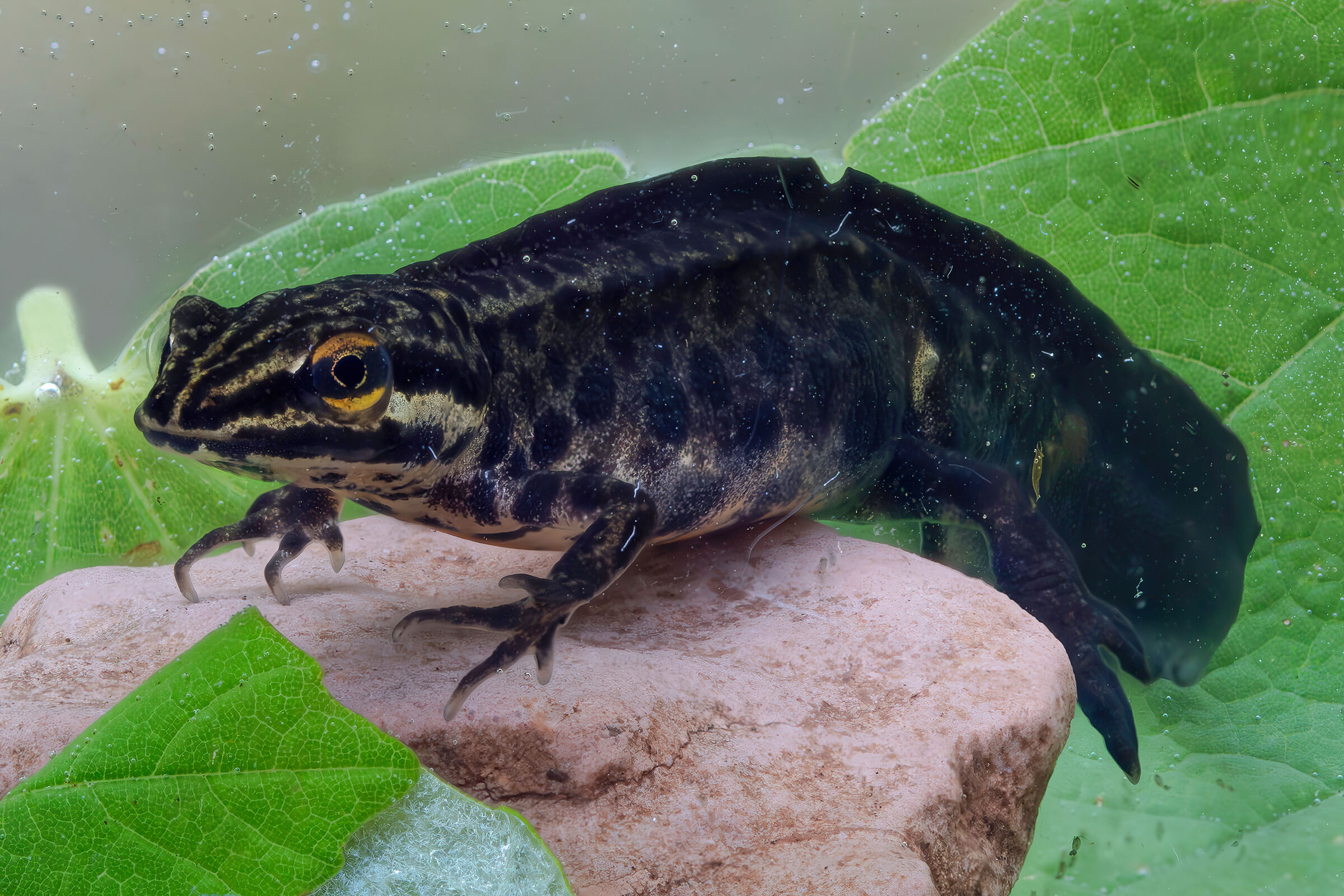 Lissotriton vulgaris (Dotted Newt)