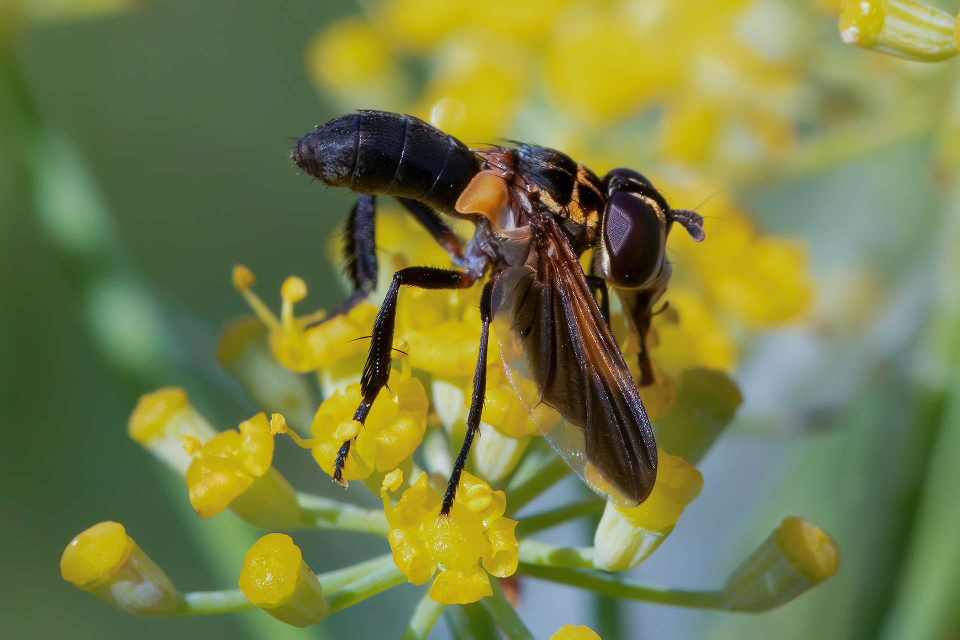 Trichopoda pictipennis