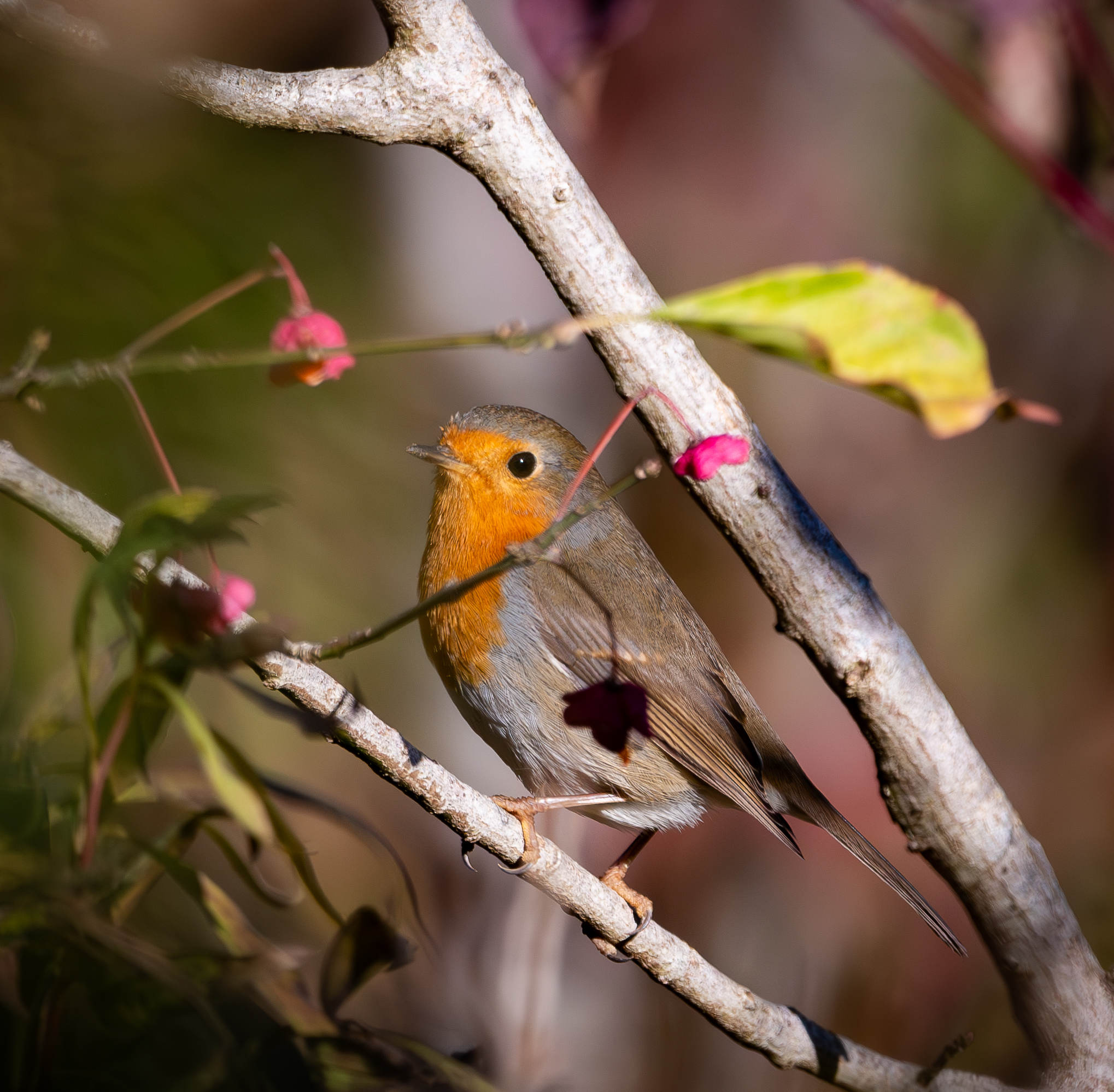 Robin
