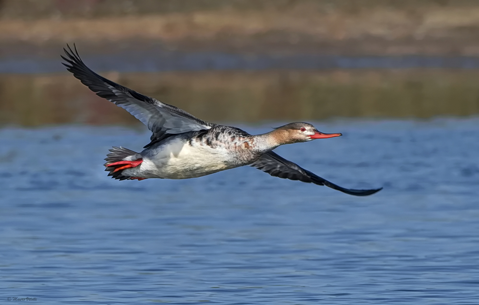 Lesser Merganser (Mergus serrator)