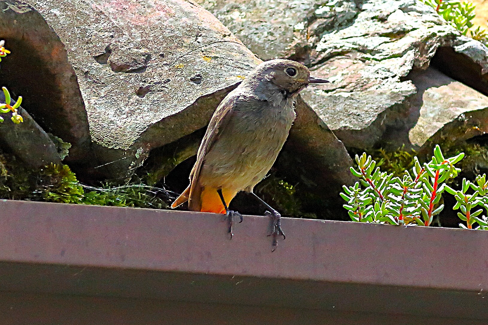 Codirosso S F 26 maggio 2024 - 9291