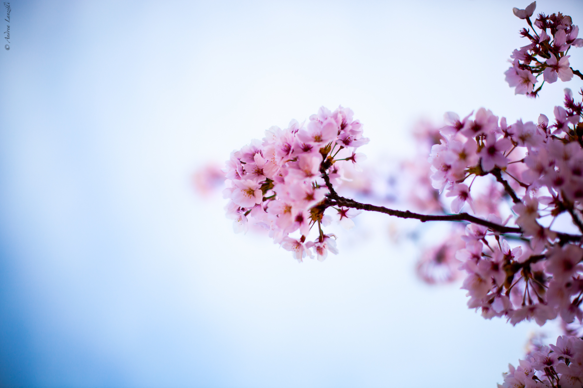 Cherry blossoms